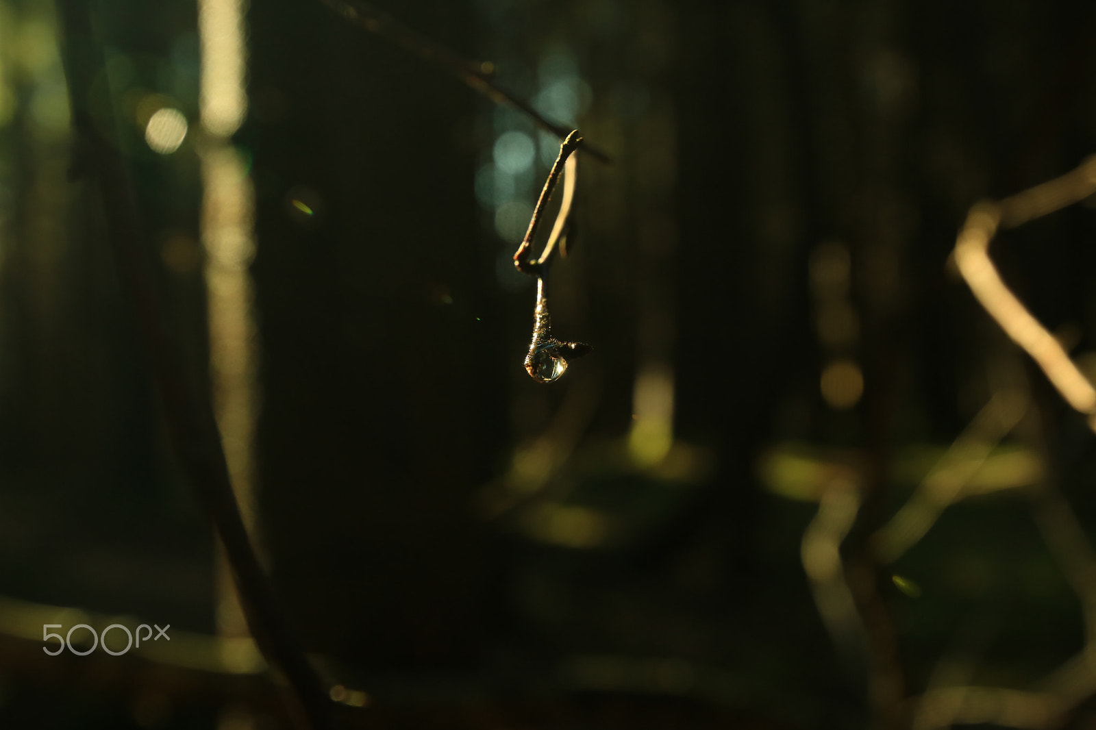 Canon EF 300mm f/2.8L sample photo. In the wood1 photography