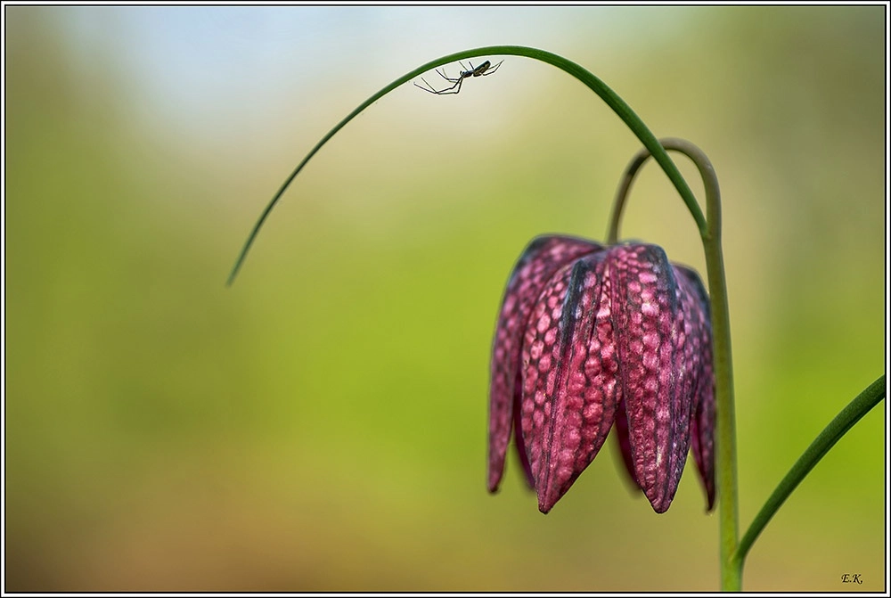 Sony a99 II + Minolta AF 100mm F2.8 Macro [New] sample photo. Fritillary photography