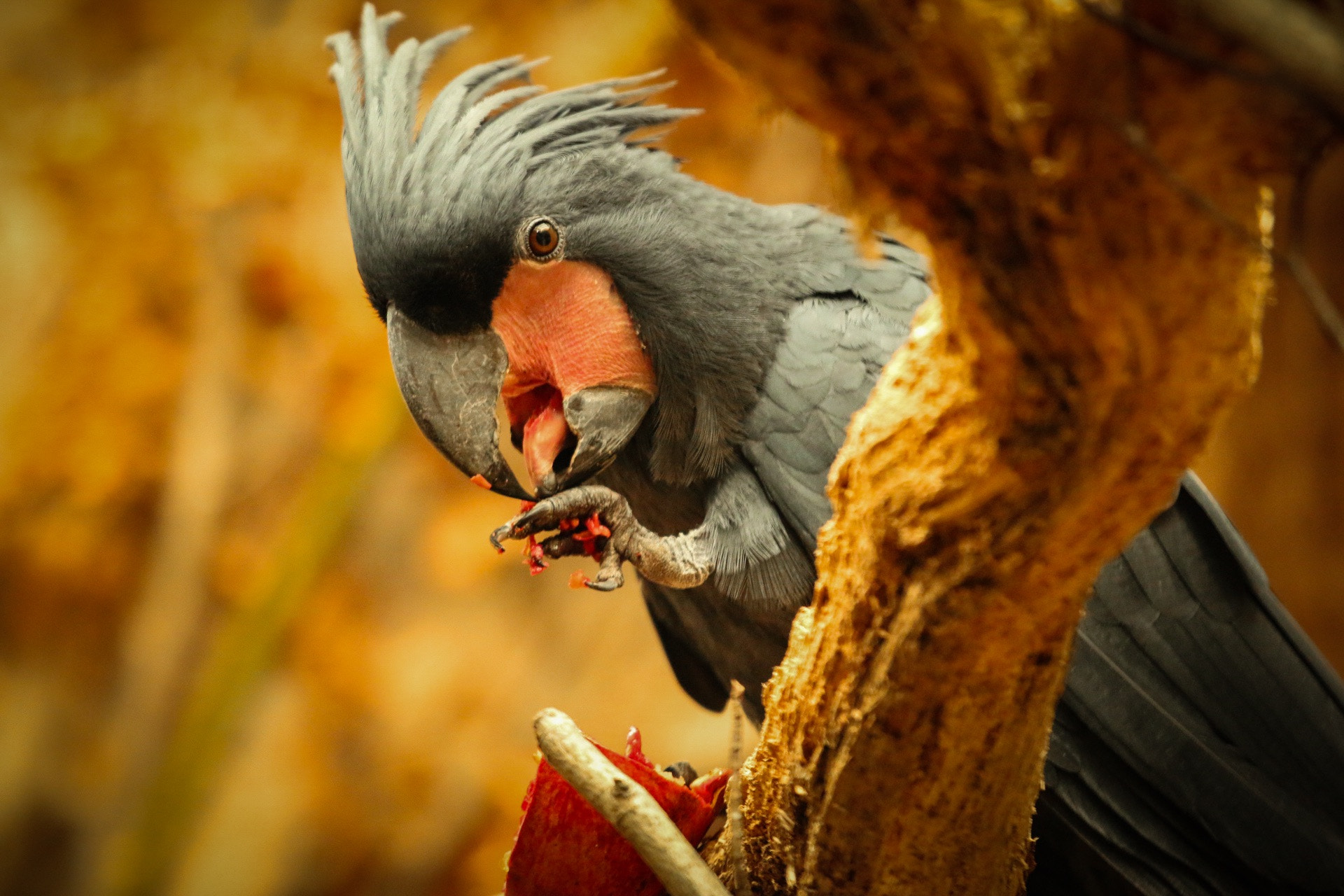 Canon EOS 70D + Canon EF 70-200mm F4L IS USM sample photo