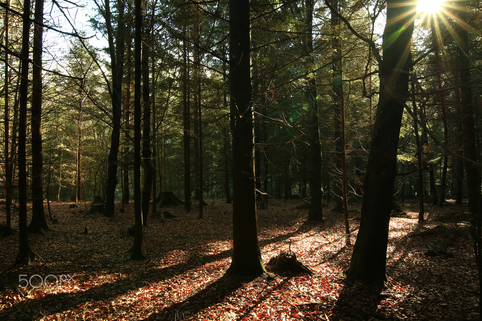 Canon EOS 750D (EOS Rebel T6i / EOS Kiss X8i) + Canon EF 300mm f/2.8L sample photo. In the wood4 photography