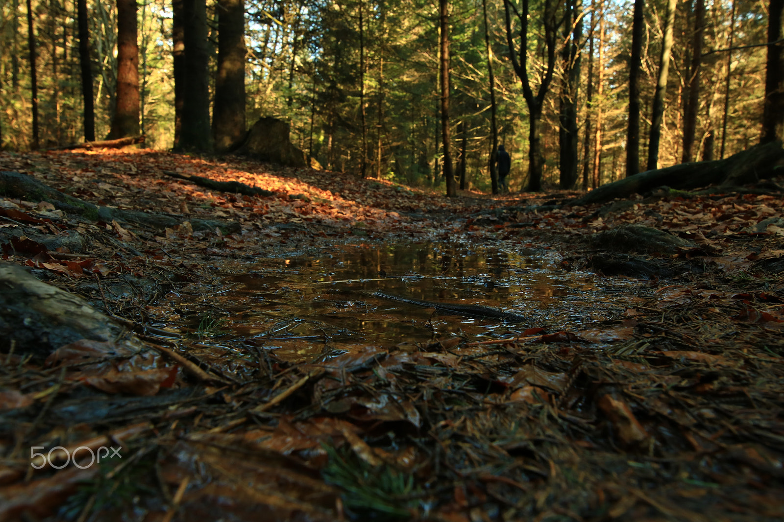 Canon EOS 750D (EOS Rebel T6i / EOS Kiss X8i) + Canon EF 300mm f/2.8L sample photo. In the wood5 photography