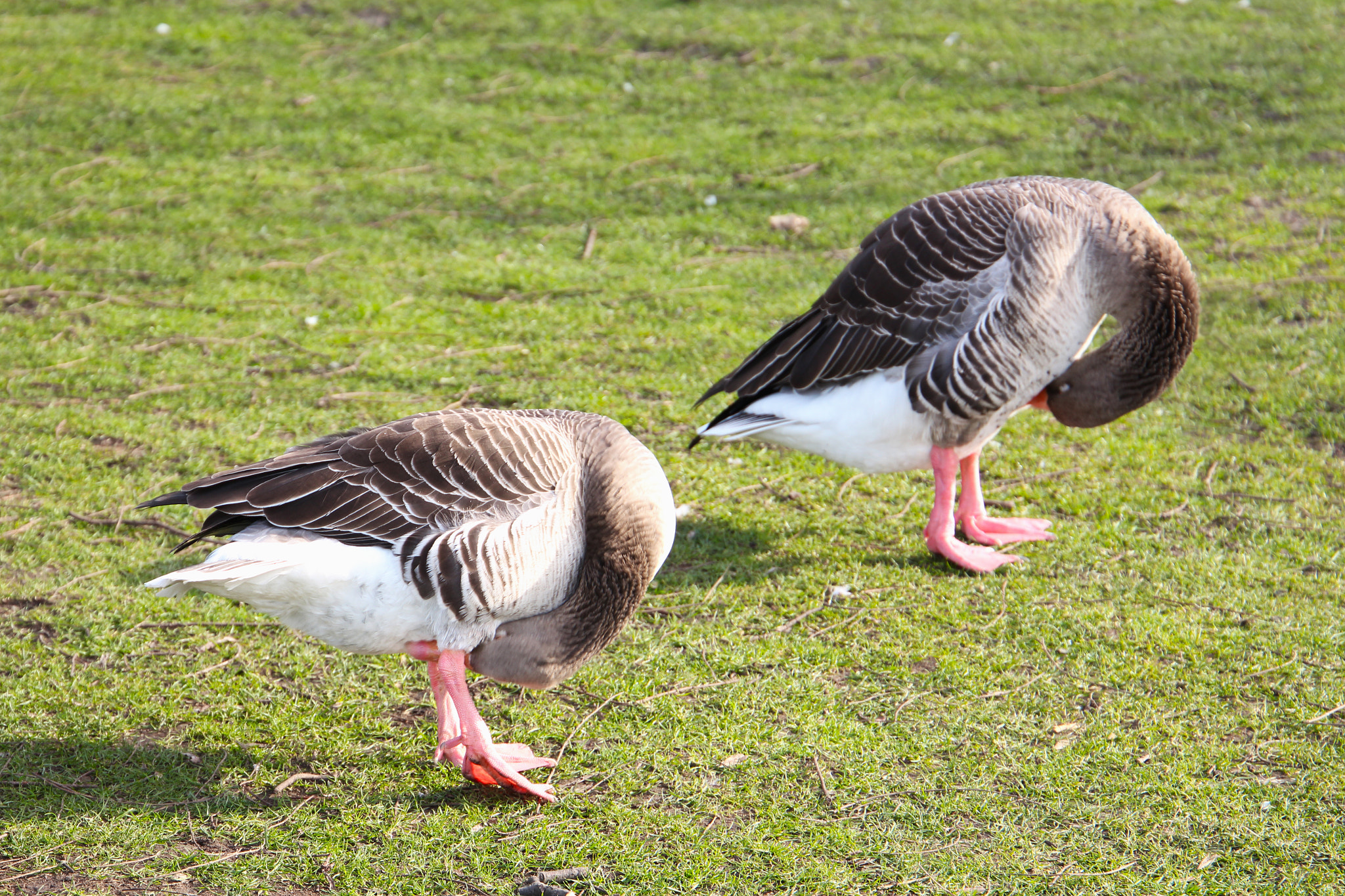 Canon EF 24-105mm F3.5-5.6 IS STM sample photo. Mirror ducks photography