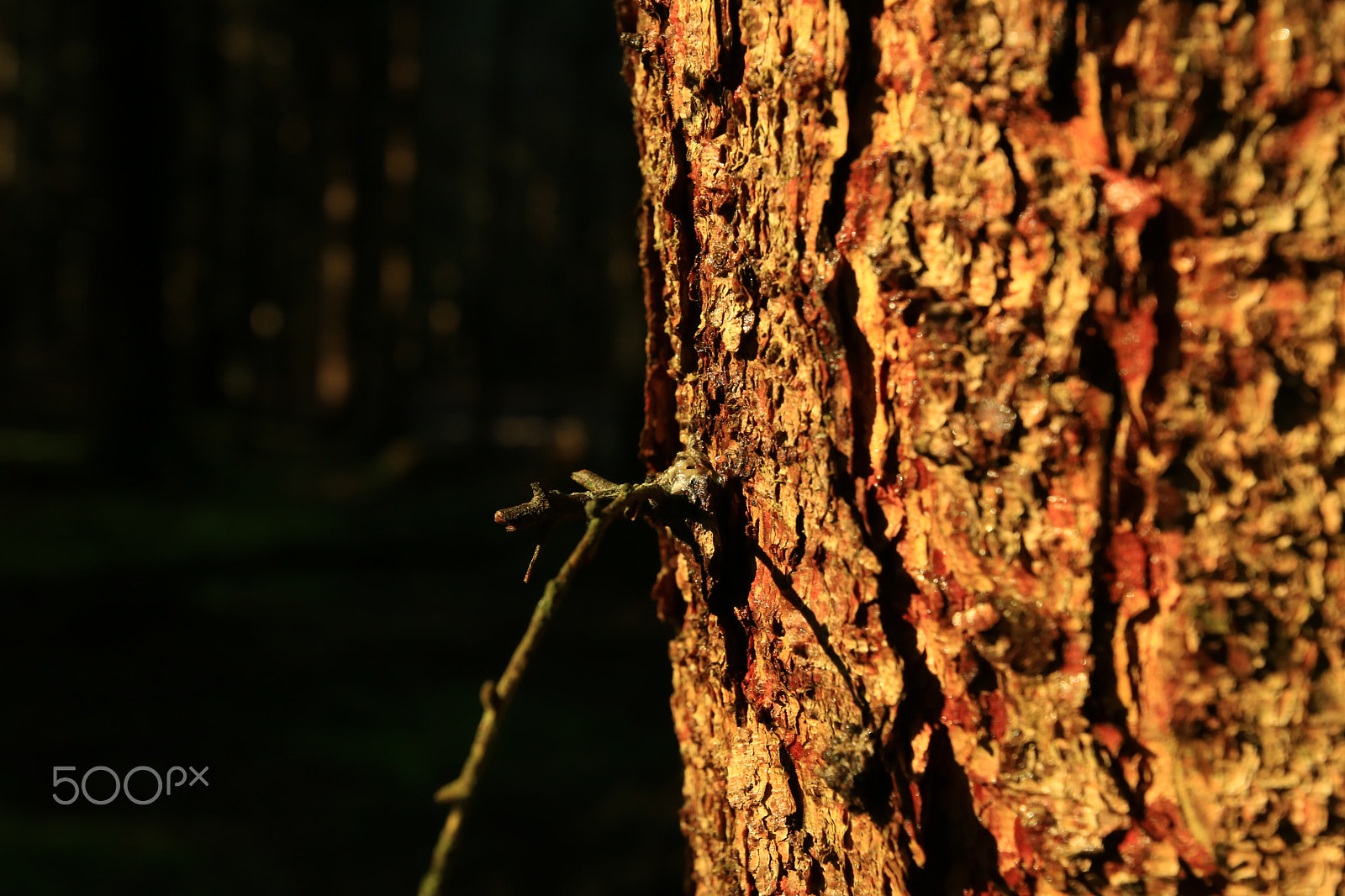 Canon EOS 750D (EOS Rebel T6i / EOS Kiss X8i) + Canon EF 300mm f/2.8L sample photo. In the wood7 photography