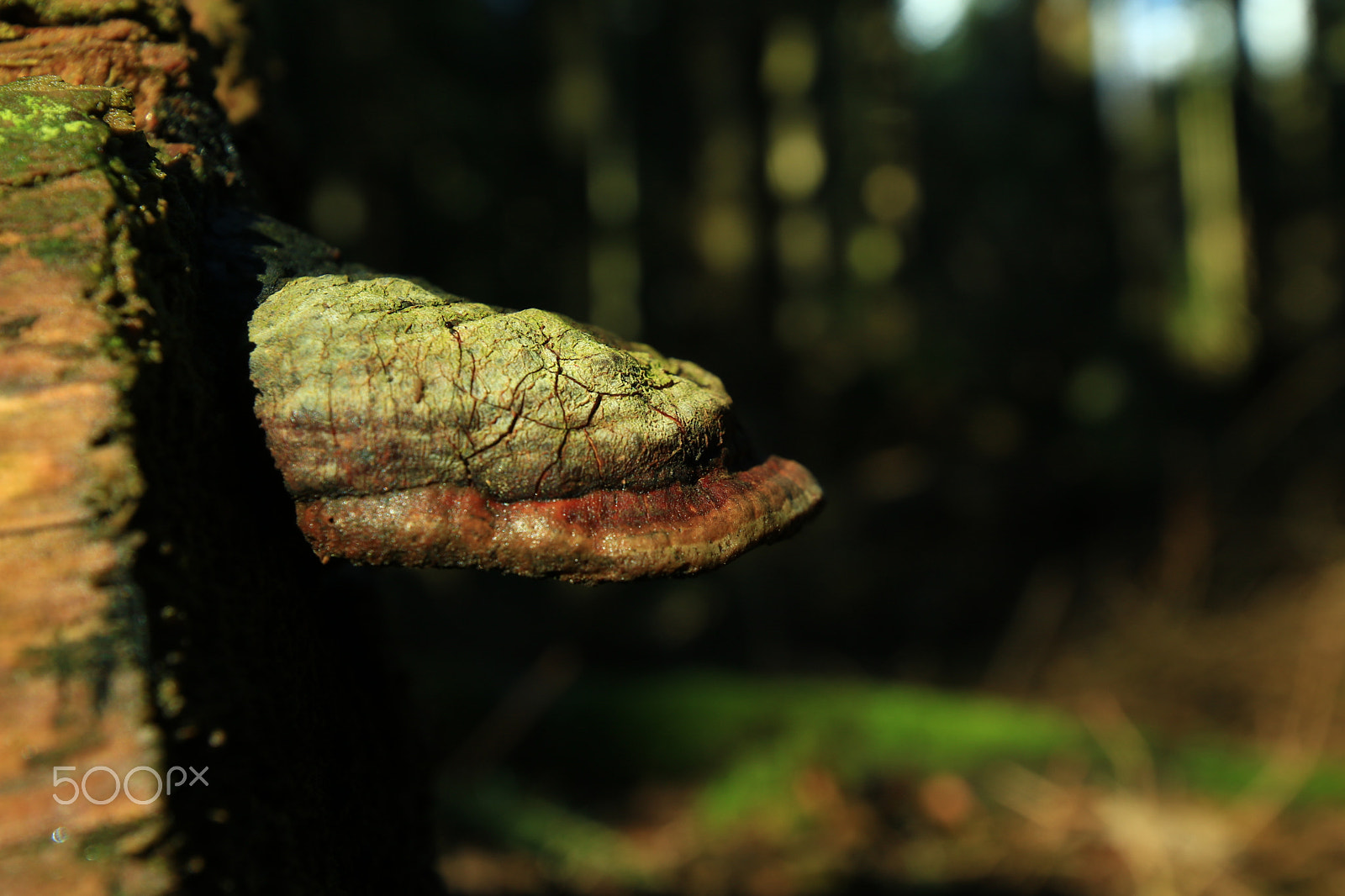 Canon EOS 750D (EOS Rebel T6i / EOS Kiss X8i) + Canon EF 300mm f/2.8L sample photo. In the wood8 photography