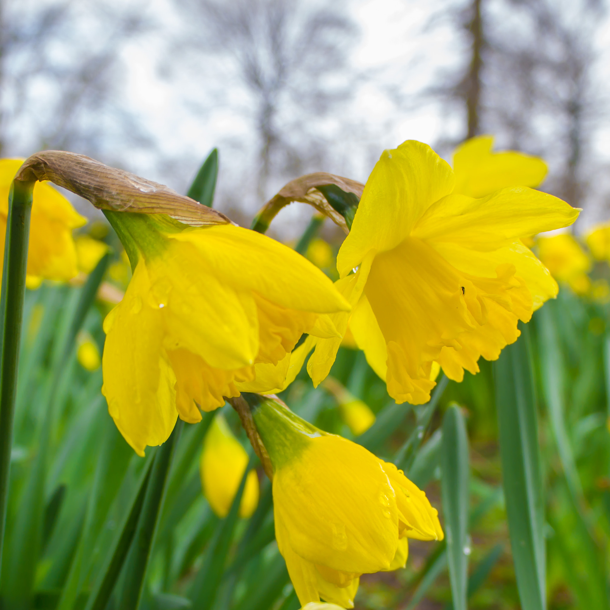 Olympus PEN E-PL6 sample photo. Narzissen im schlossgarten photography