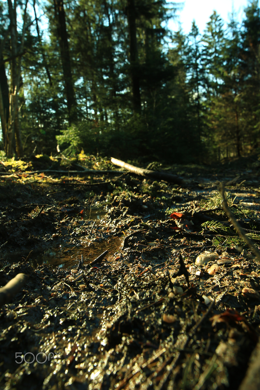 Canon EOS 750D (EOS Rebel T6i / EOS Kiss X8i) + Canon EF 300mm f/2.8L sample photo. In the wood10 photography