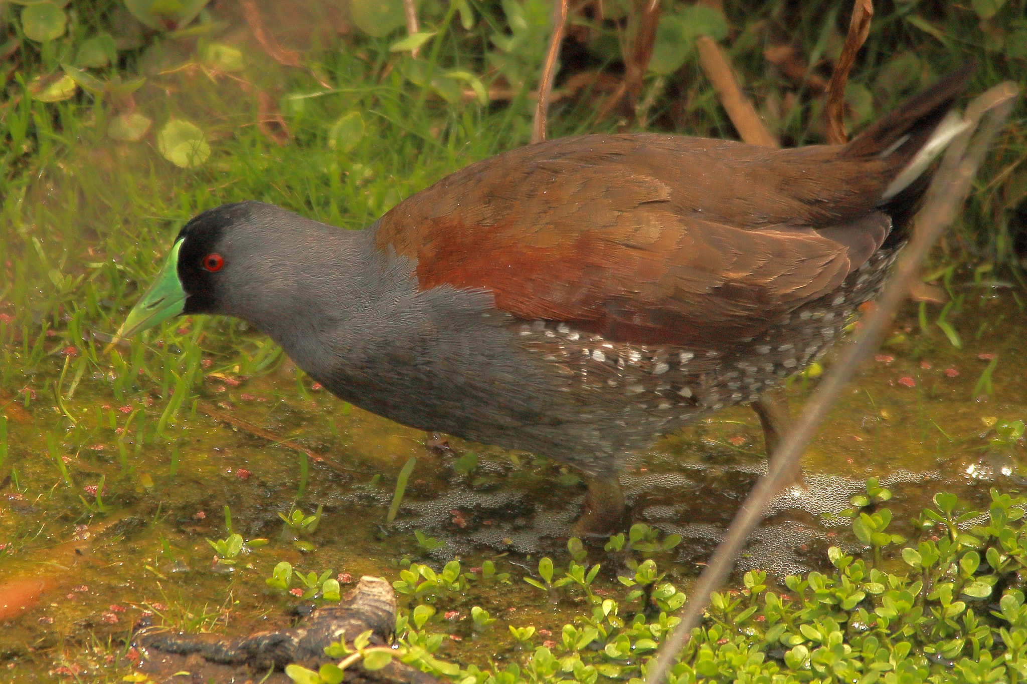 Sigma 150-500mm F5-6.3 DG OS HSM sample photo. Taguita photography