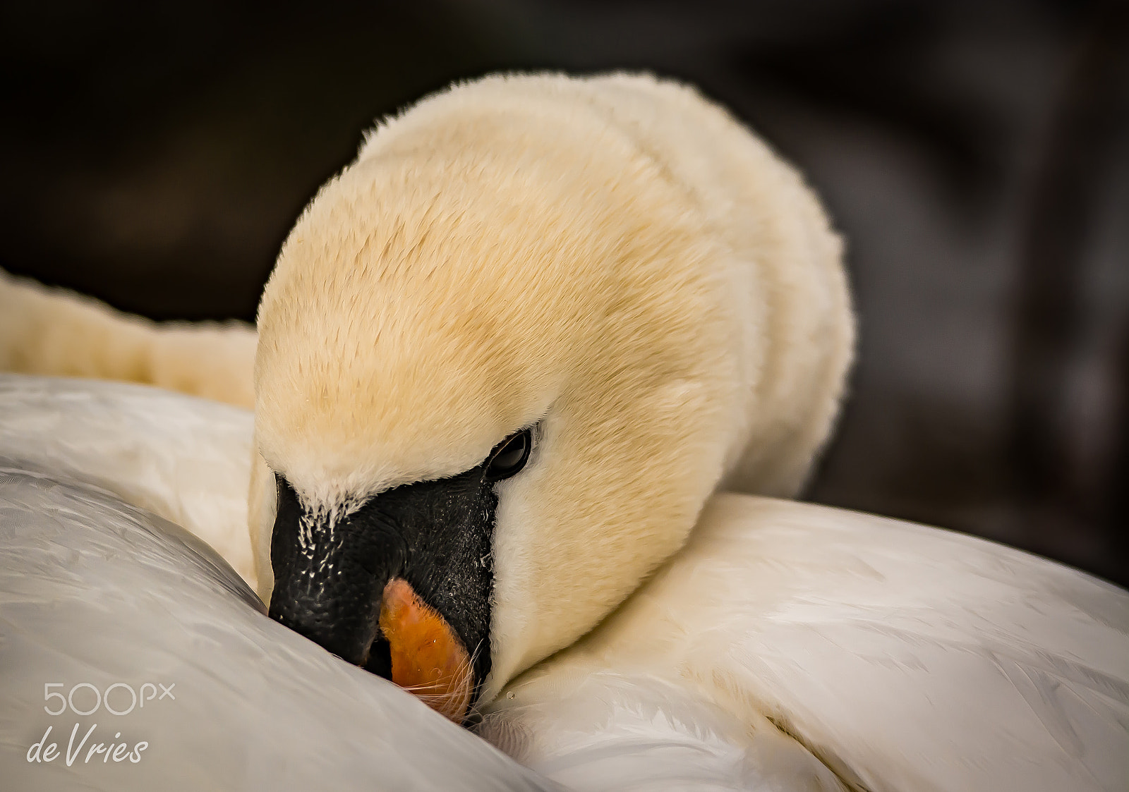 Sigma 120-400mm F4.5-5.6 DG OS HSM sample photo. Sleeping giant . . . photography