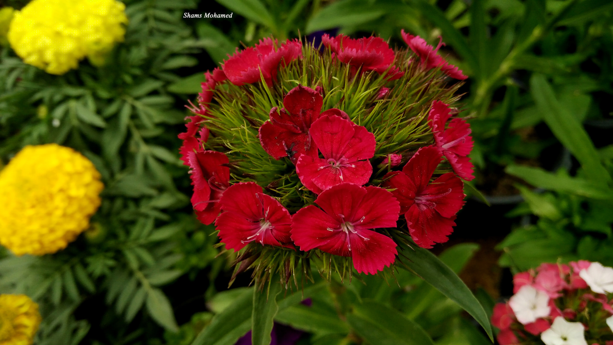 OPPO R7 Lite sample photo. Rose photography