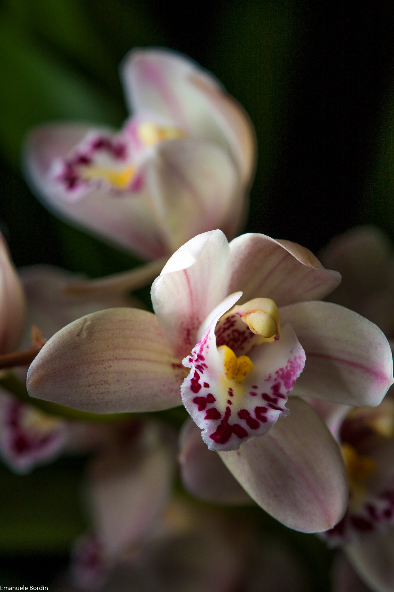 Canon EOS 40D + Tamron SP AF 180mm F3.5 Di LD (IF) Macro sample photo. Cymbidium orchid photography