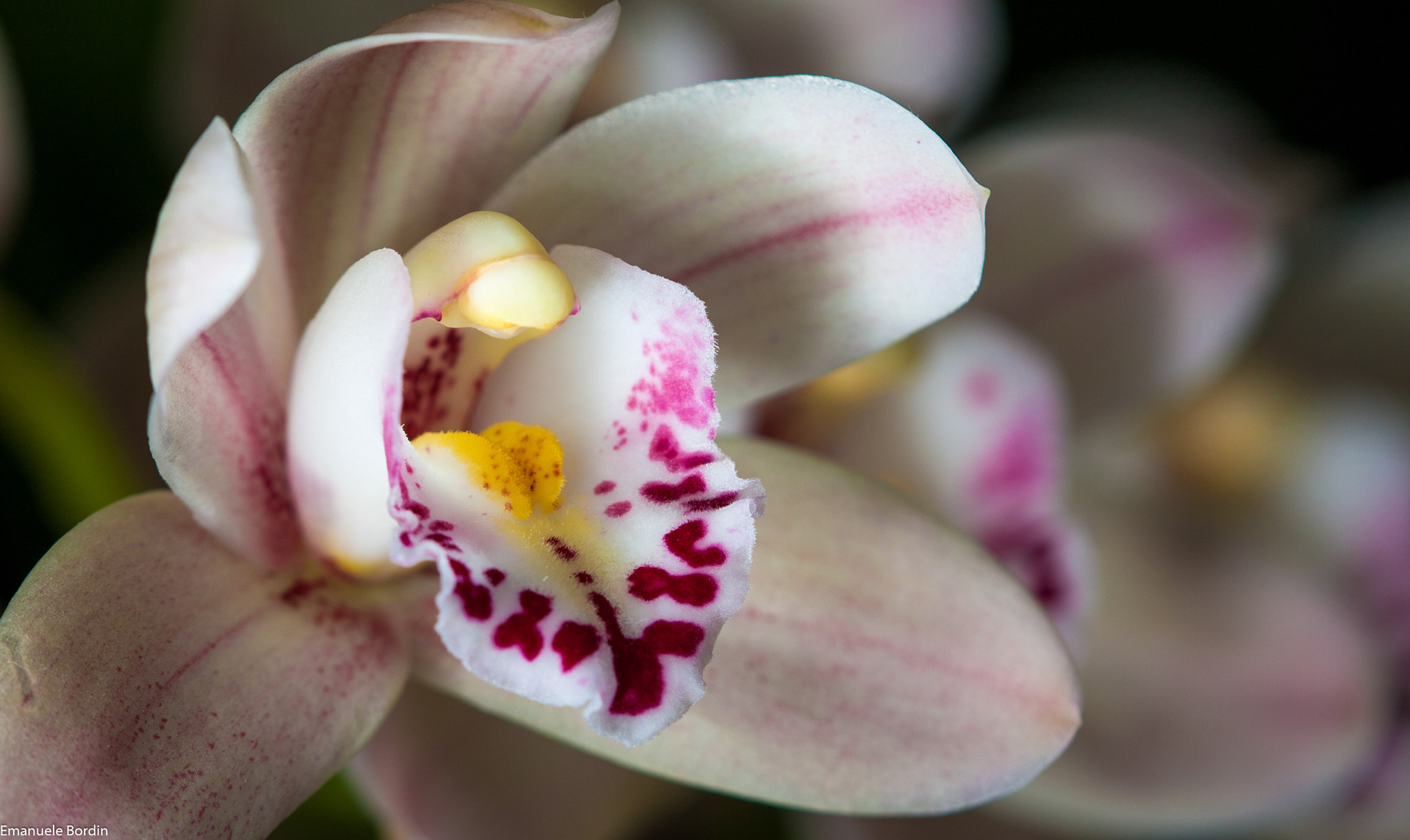 Canon EOS 40D + Tamron SP AF 180mm F3.5 Di LD (IF) Macro sample photo. Cymbidium orchid photography