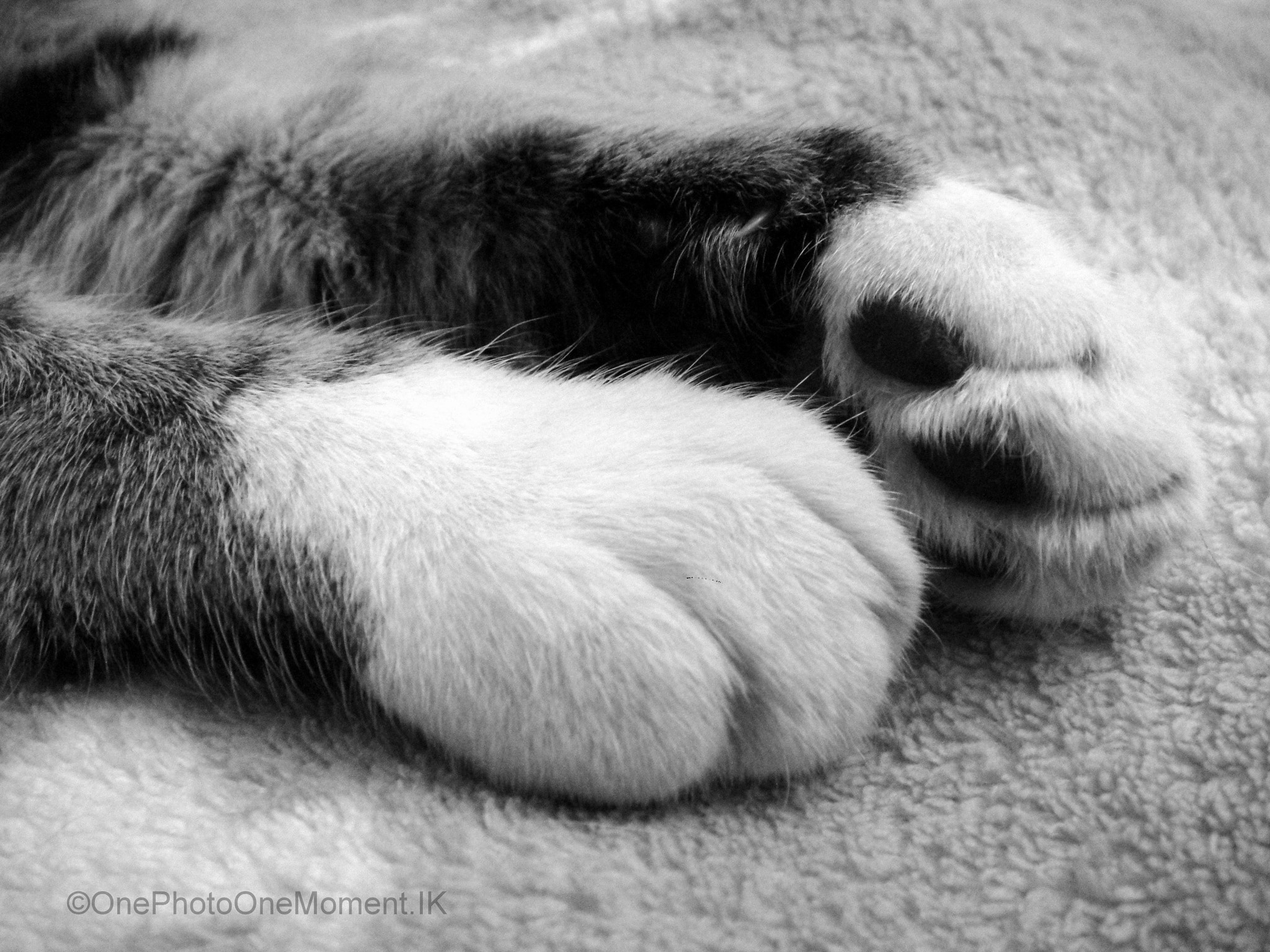Sony DSC-T900 sample photo. Paws photography