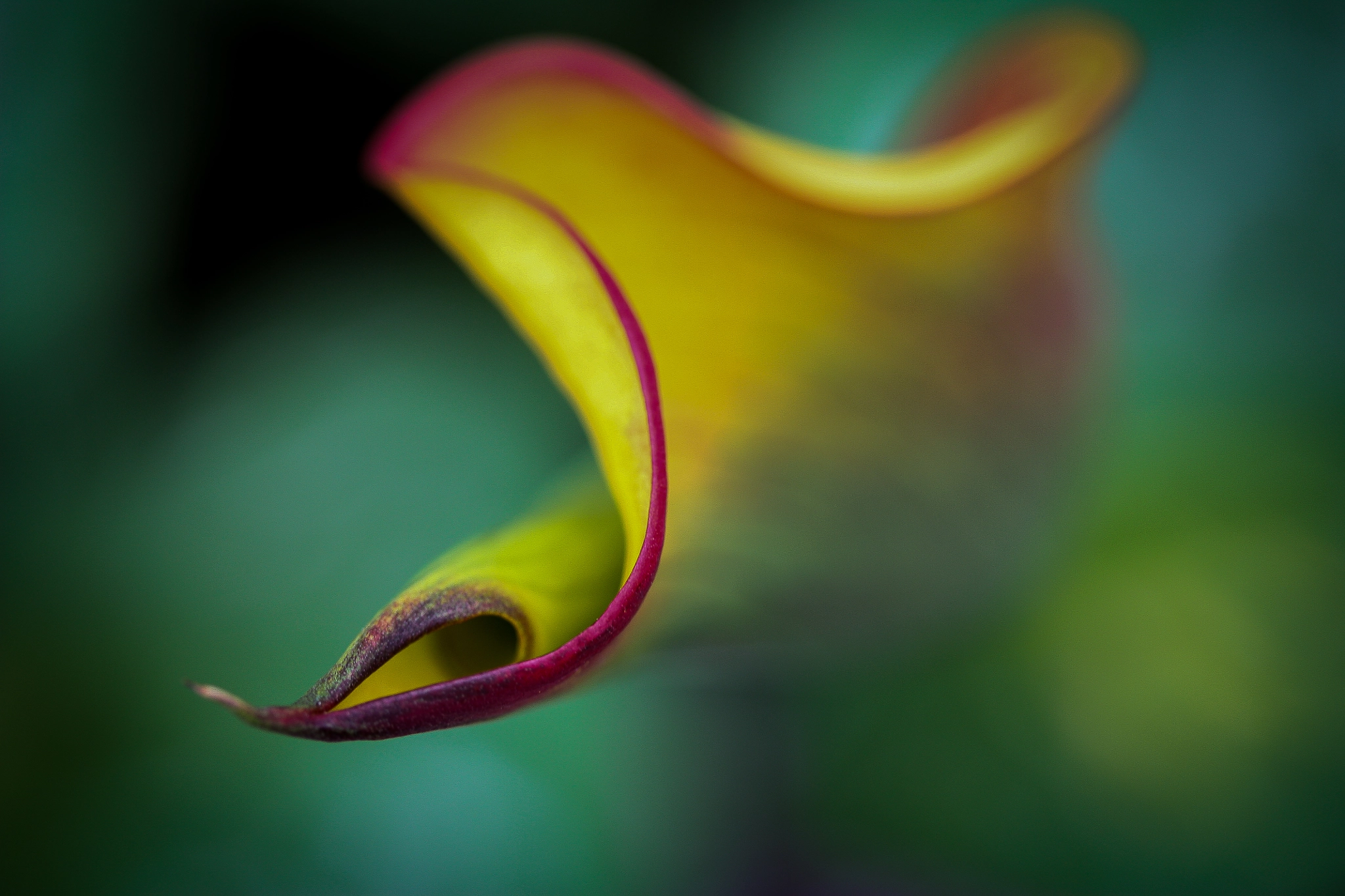 Canon EF-S 60mm F2.8 Macro USM sample photo. Lines of a lily photography