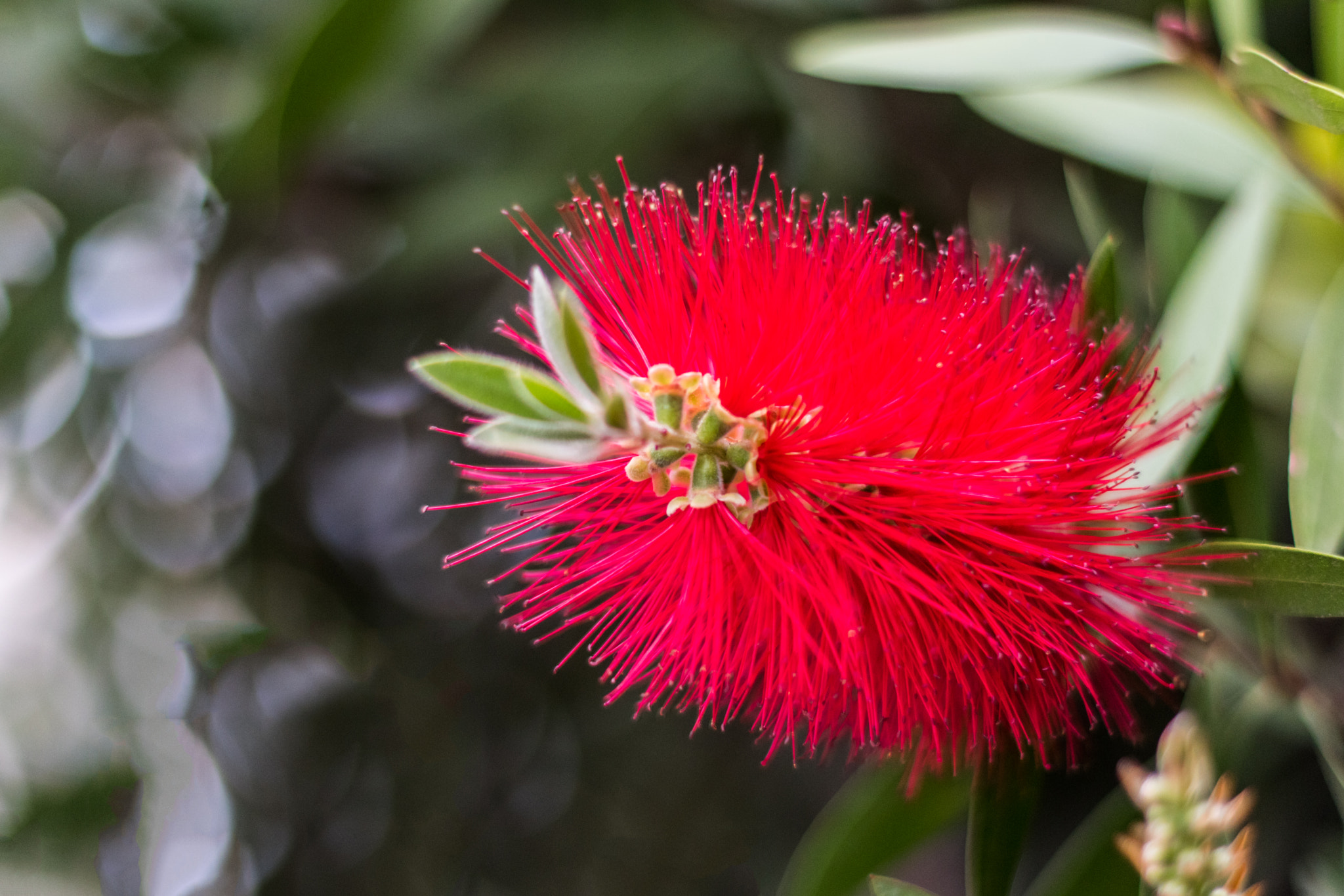 Nikon D5500 + Nikon AF-S Nikkor 50mm F1.4G sample photo. The red flower photography