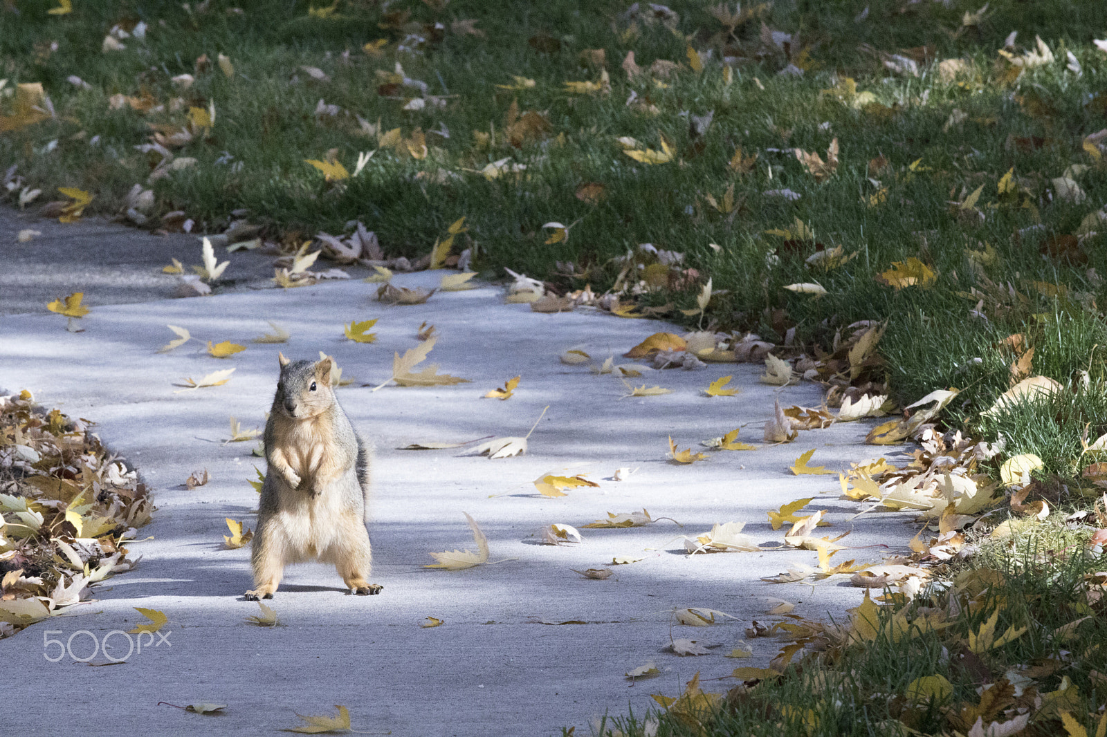 Canon EOS 760D (EOS Rebel T6s / EOS 8000D) sample photo. Stared down by a squirrel photography