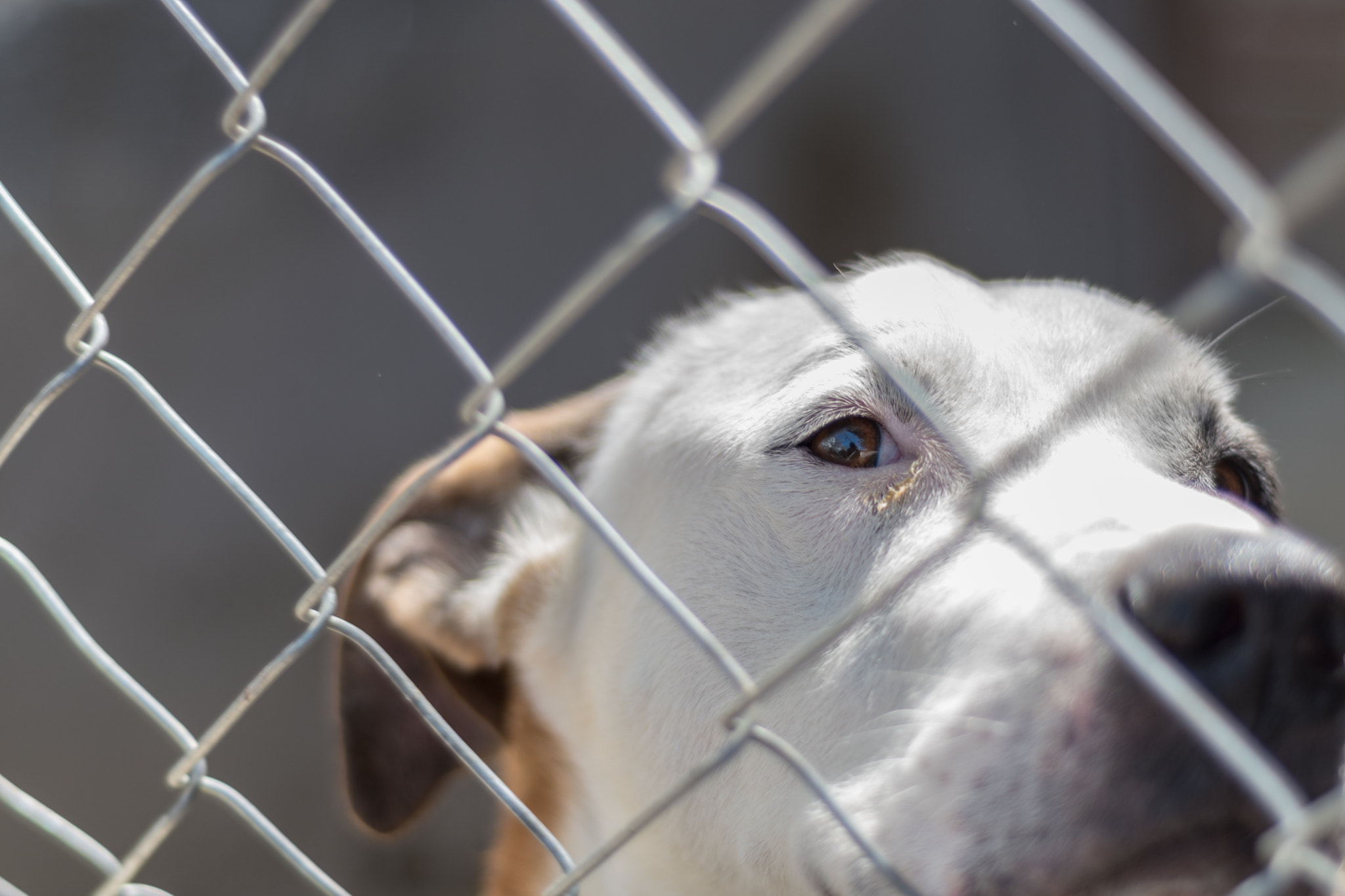 Nikon D5500 + Nikon AF Nikkor 50mm F1.8D sample photo. The jaildog i photography