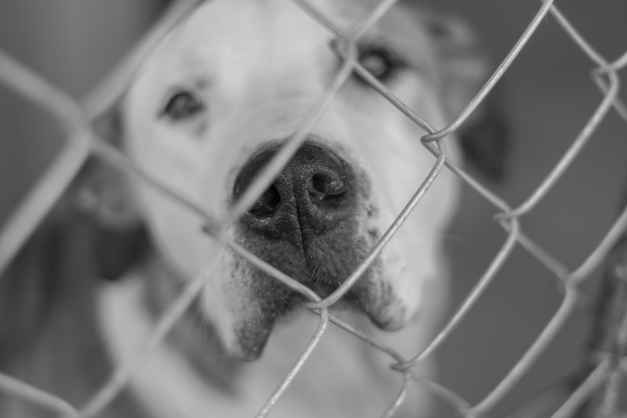 Nikon D5500 + Nikon AF Nikkor 50mm F1.8D sample photo. The jaildog ii photography