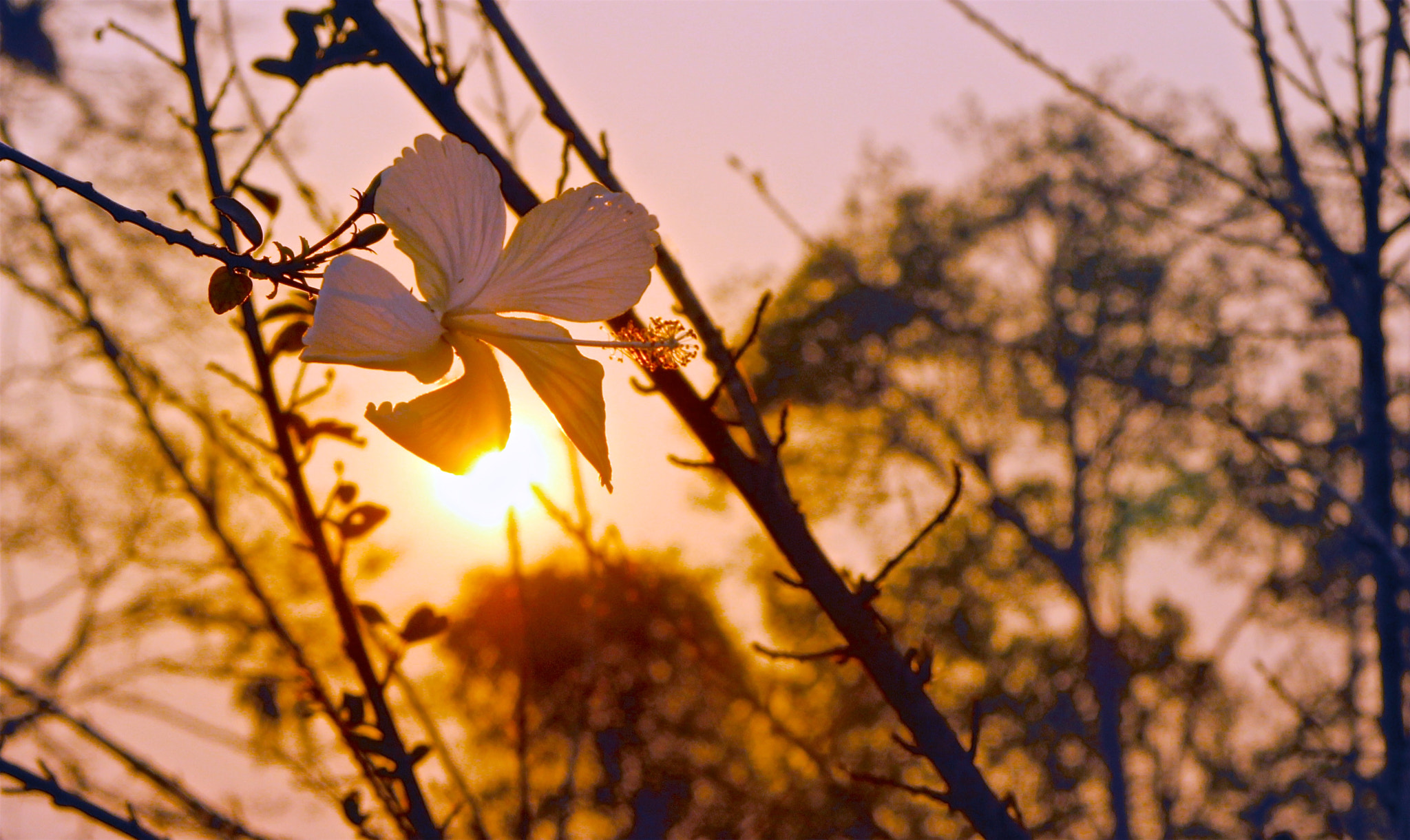 Canon EF 35-105mm f/4.5-5.6 sample photo. Cayena al atardecer photography