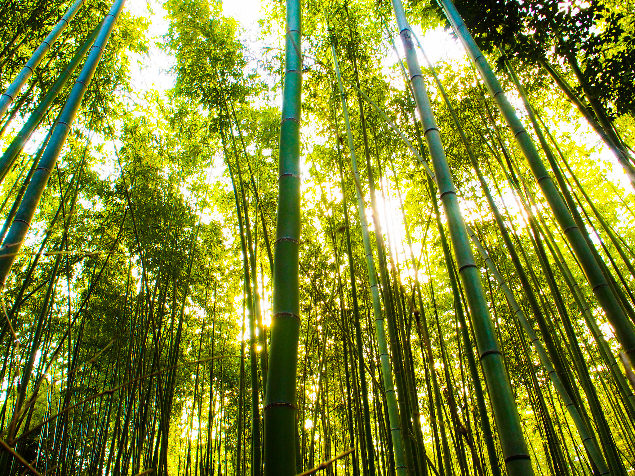 Olympus PEN E-PL6 sample photo. Bamboo forest photography