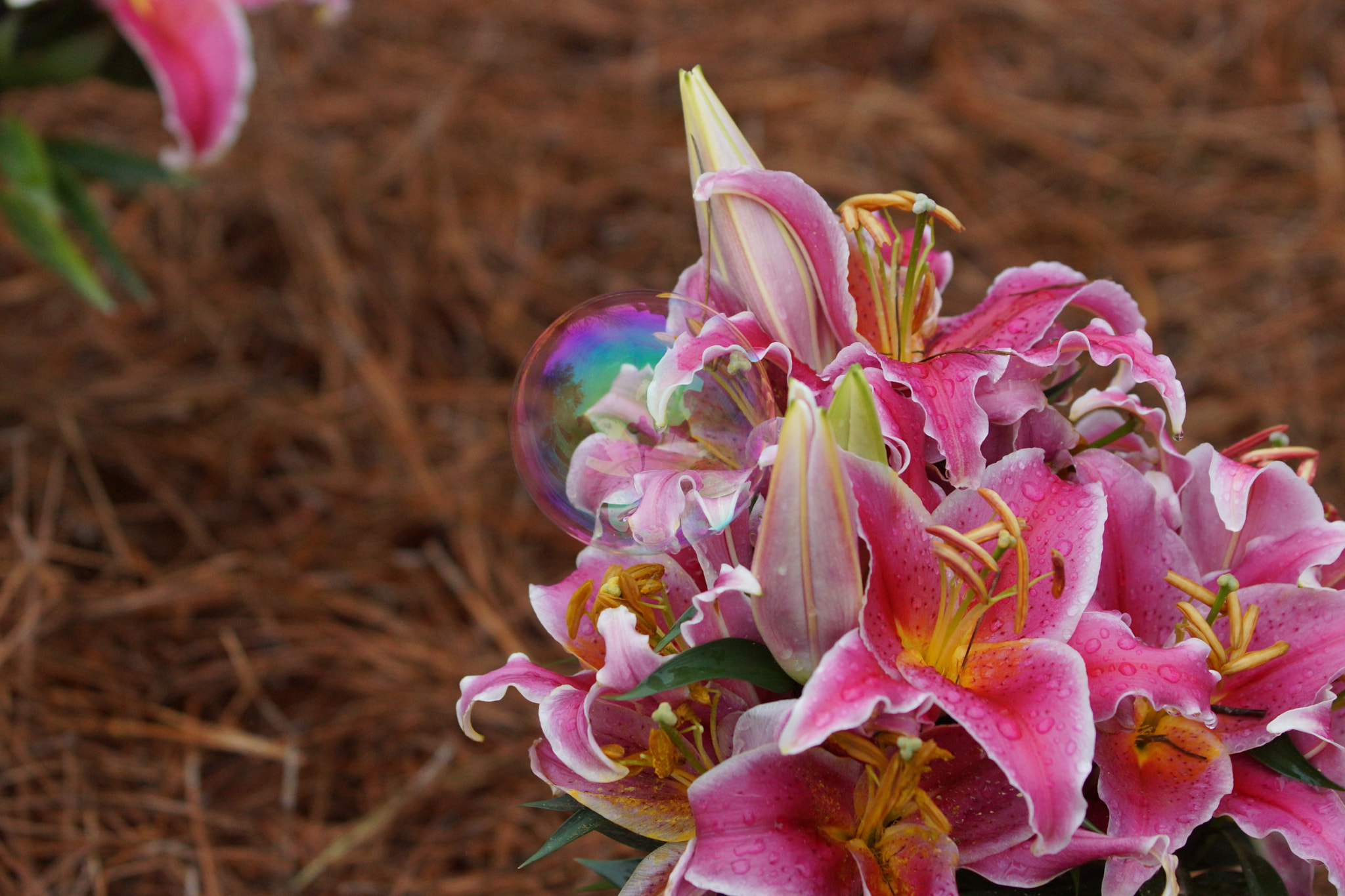 Sony SLT-A77 + Tamron Lens (255) sample photo. Fcea o photography