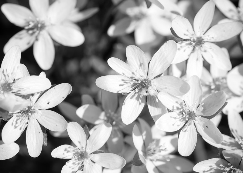 Sony ILCA-77M2 + Sigma 70mm F2.8 EX DG Macro sample photo. Spring beauties photography