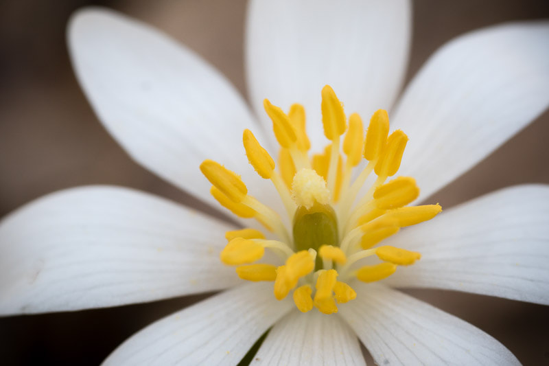 Sony ILCA-77M2 + Sigma 70mm F2.8 EX DG Macro sample photo. Bloodroot photography