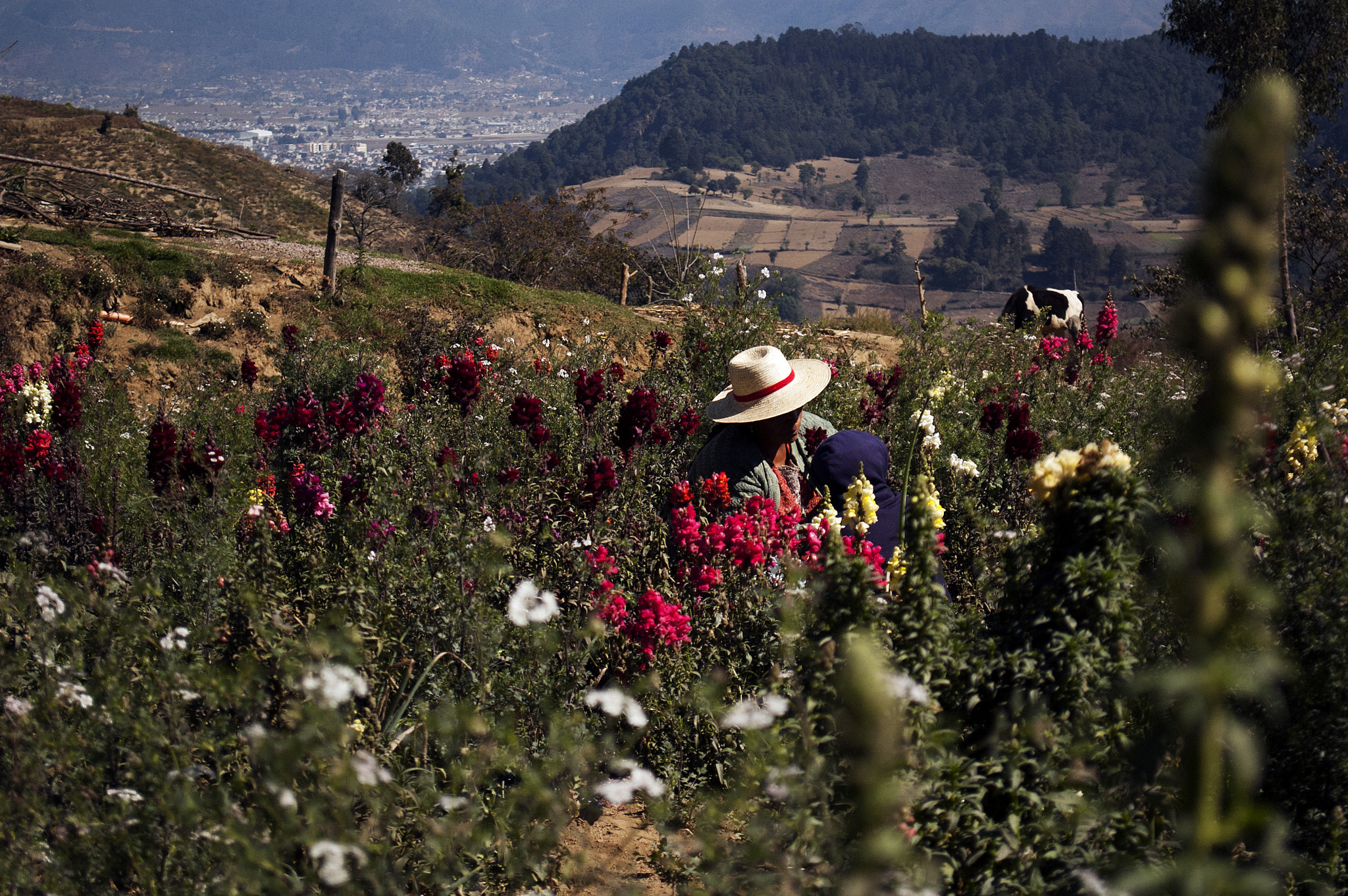 Nikon D70s sample photo. Campo de flores photography