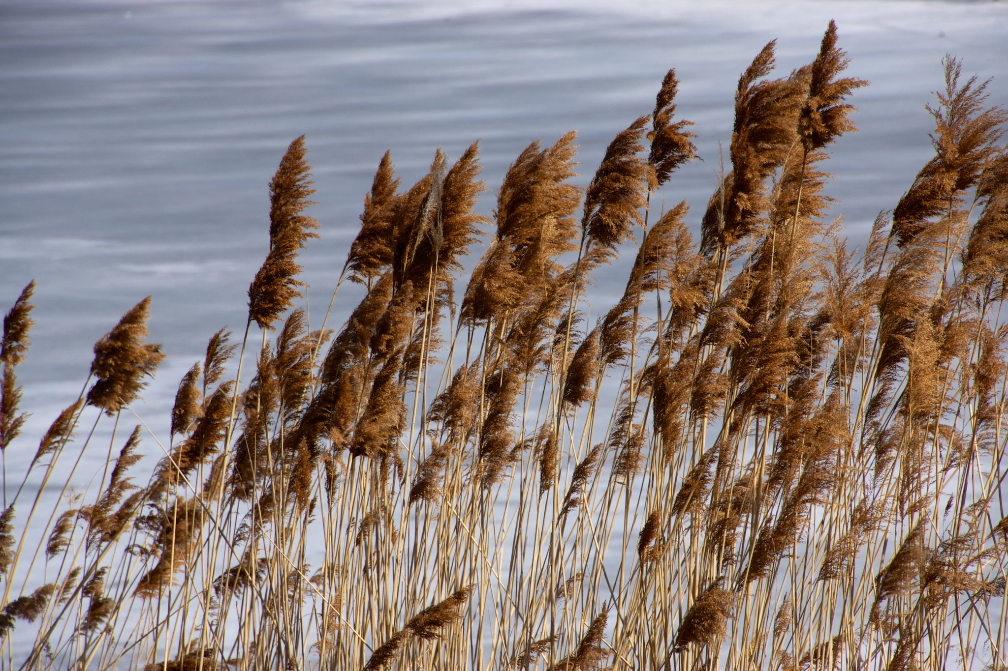 Tamron 18-270mm F3.5-6.3 Di II PZD sample photo. Plumeaux photography