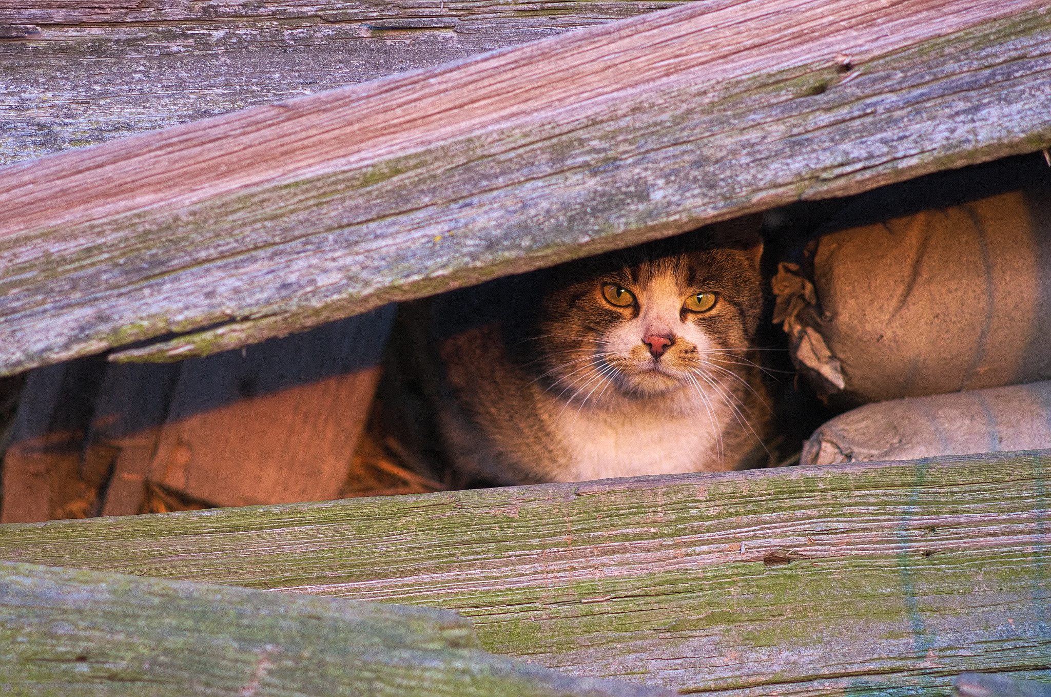 Pentax K-5 sample photo. Bunkered cat photography