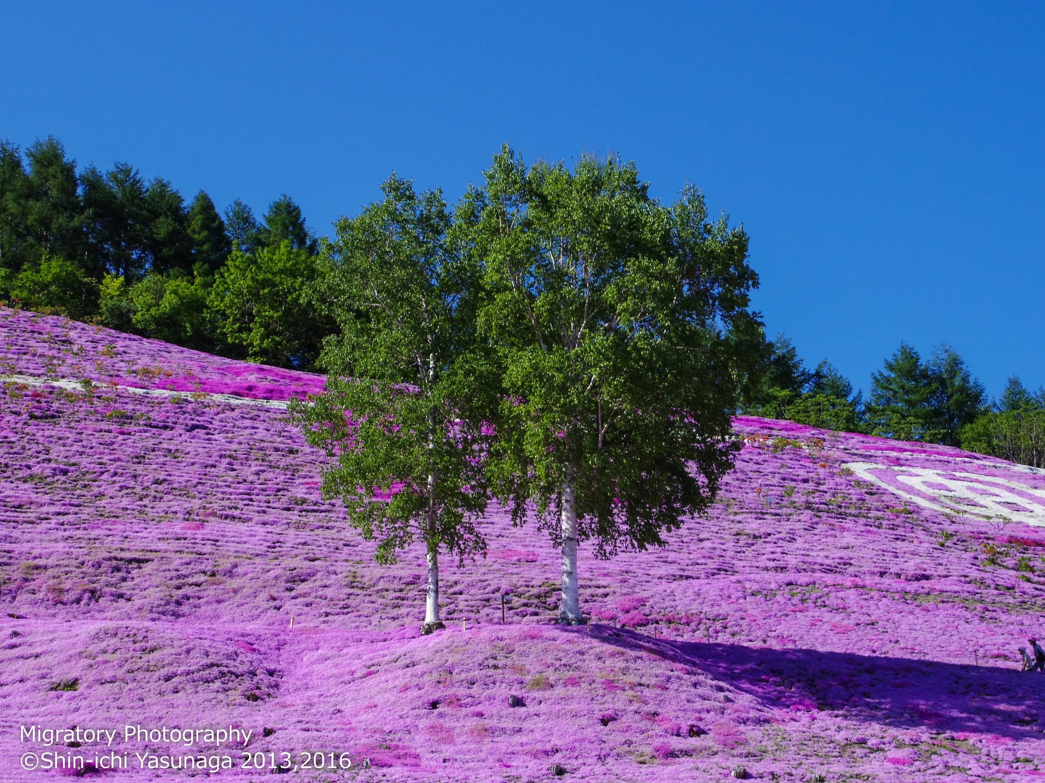 Pentax Q + Pentax 02 Standard Zoom sample photo. Higashi-mokoto moss phlox park in ozora town hokkaido,japan. photography