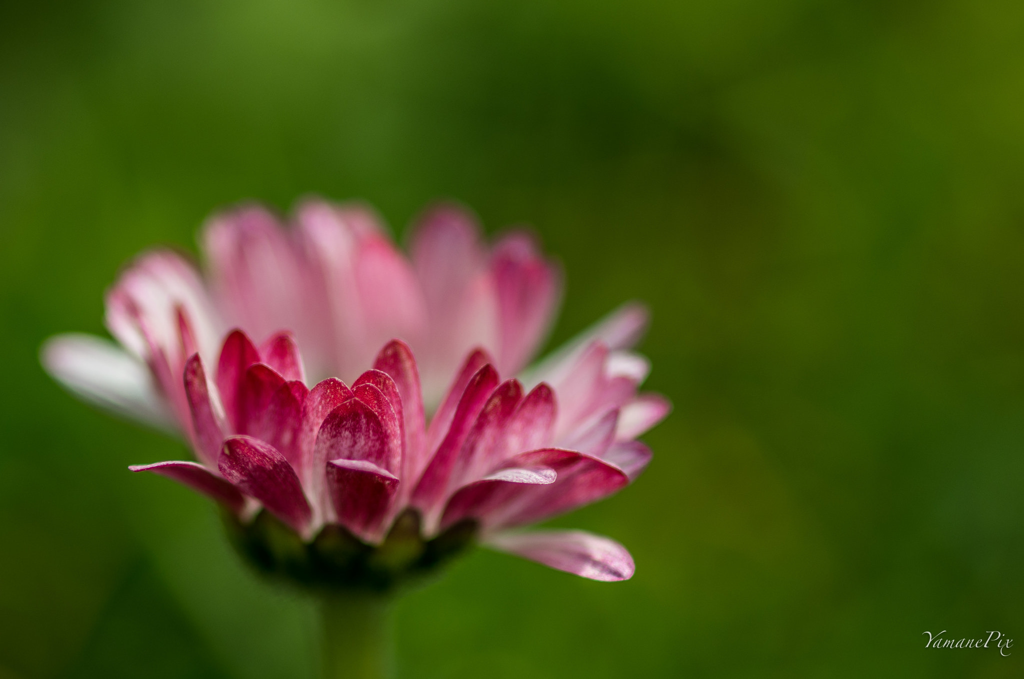 smc PENTAX-FA Macro 100mm F2.8 sample photo. Flower power photography