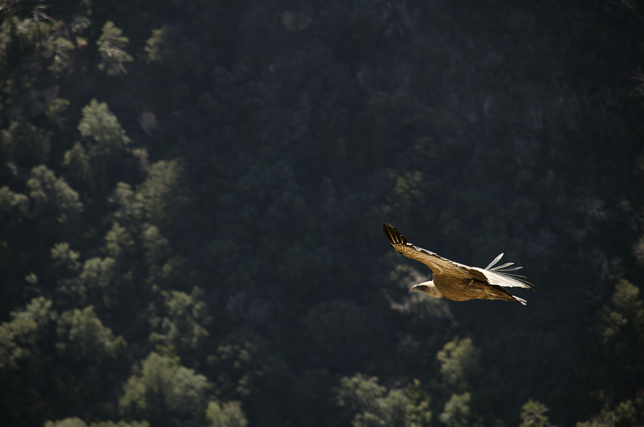 Sigma 18-200mm F3.5-6.3 DC OS HSM sample photo. Planeo photography