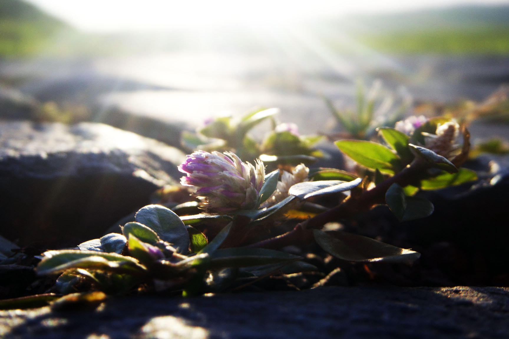 Samsung NX-M 9-27mm F3.5-5.6 ED OIS sample photo. Flores pela estrada  photography