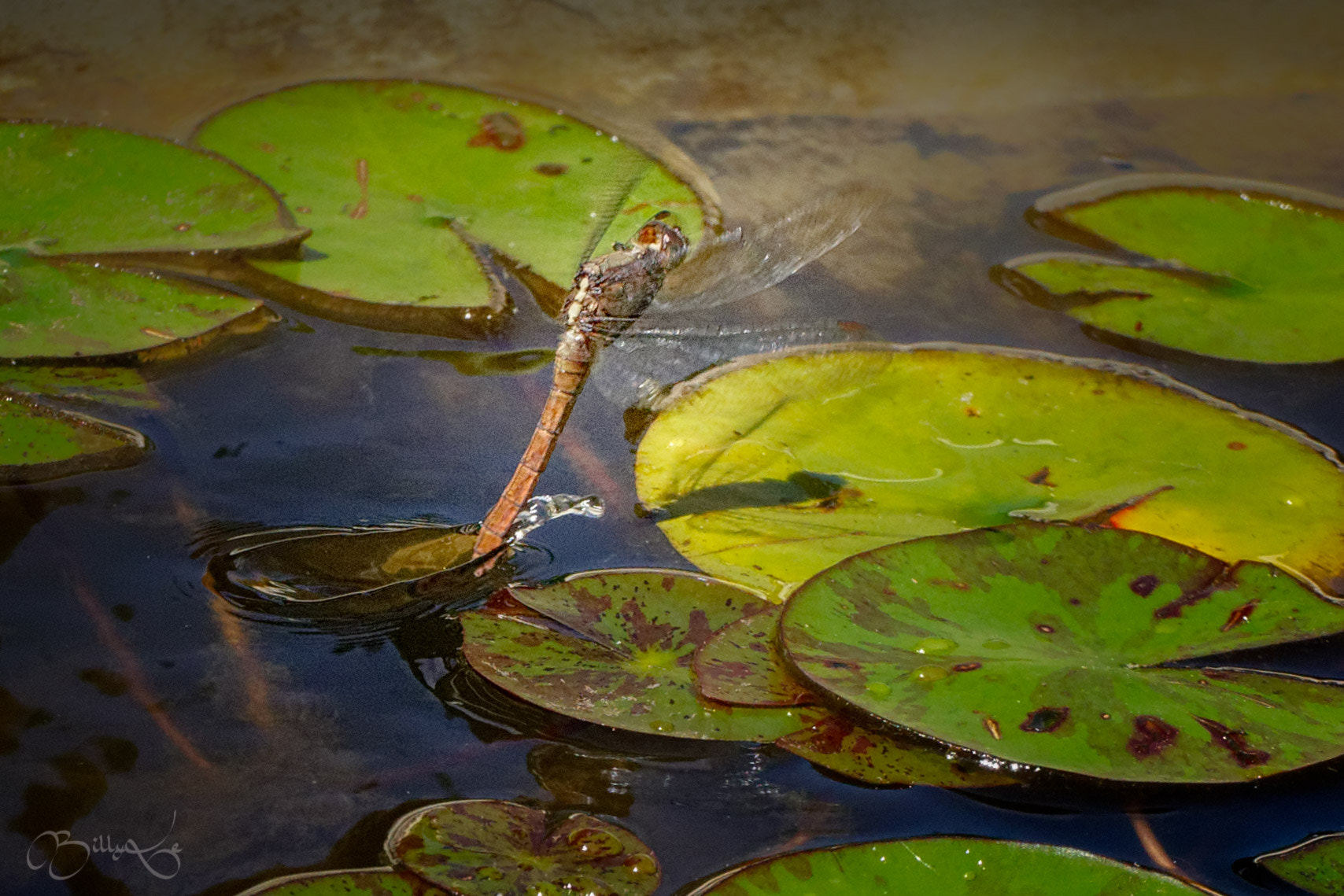 Tamron SP 70-300mm F4-5.6 Di USD sample photo. Dragonfly--ready ? fire! photography
