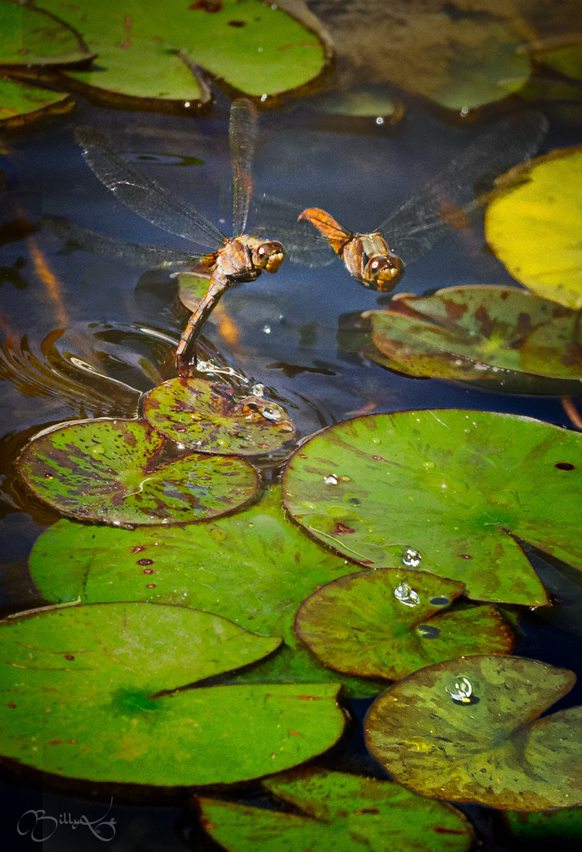 Sony a7 II + Tamron SP 70-300mm F4-5.6 Di USD sample photo. Dragonfly wee wee--a male one? photography