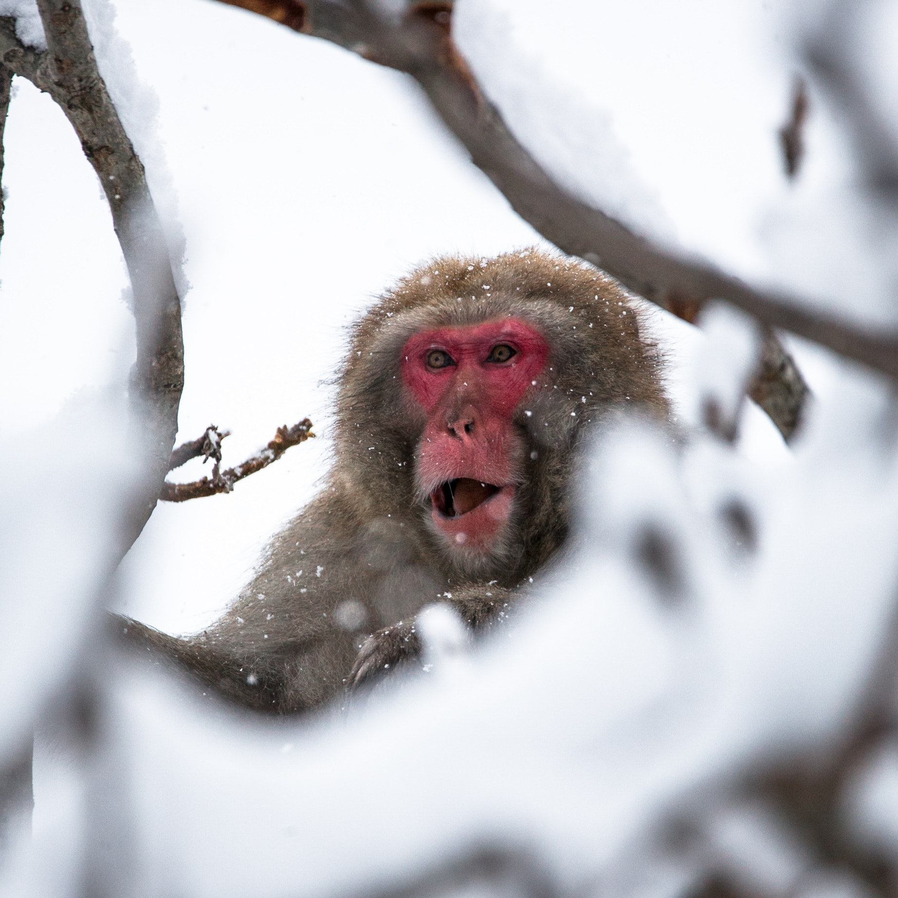 Sigma 150-600mm F5-6.3 DG OS HSM | C sample photo. Snow monkey 8 photography