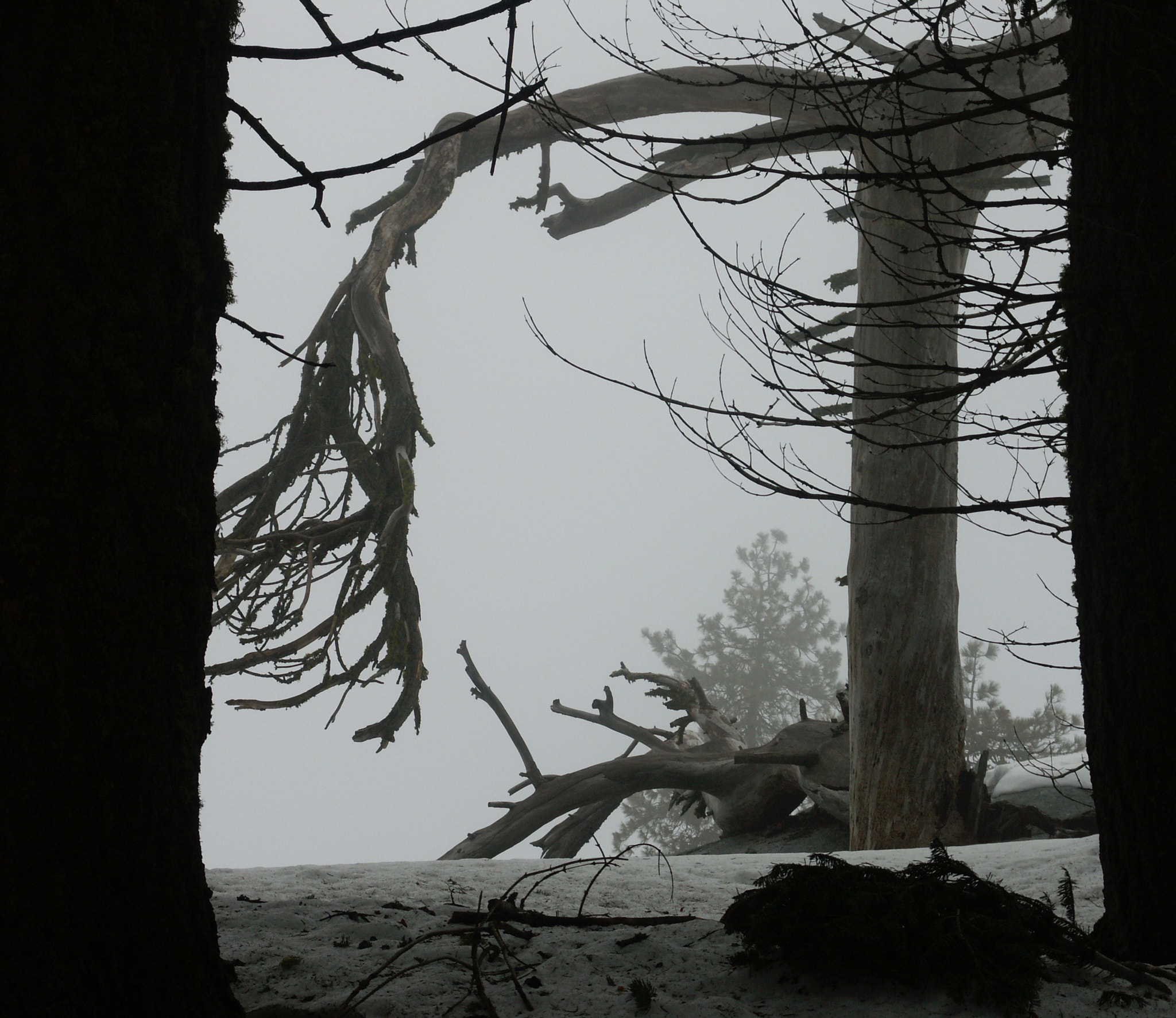 KONICA MINOLTA DiMAGE A2 sample photo. A walk through the fog of nature. photography