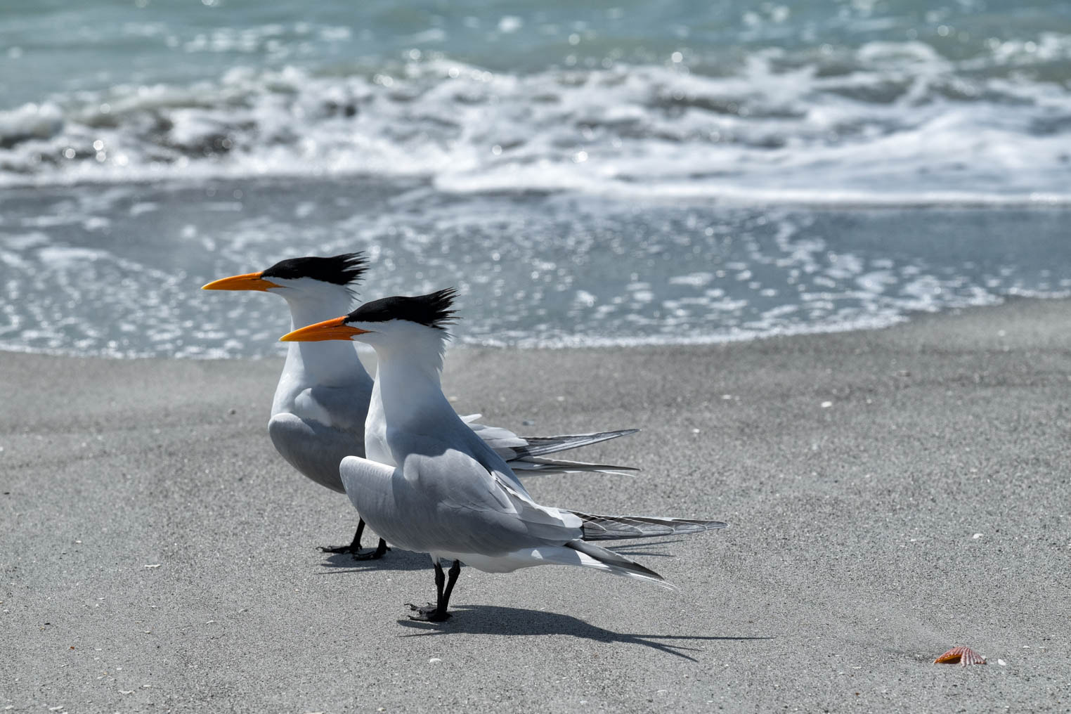 Fujifilm X-E2 + Fujifilm XF 90mm F2 R LM WR sample photo. Beach birds photography