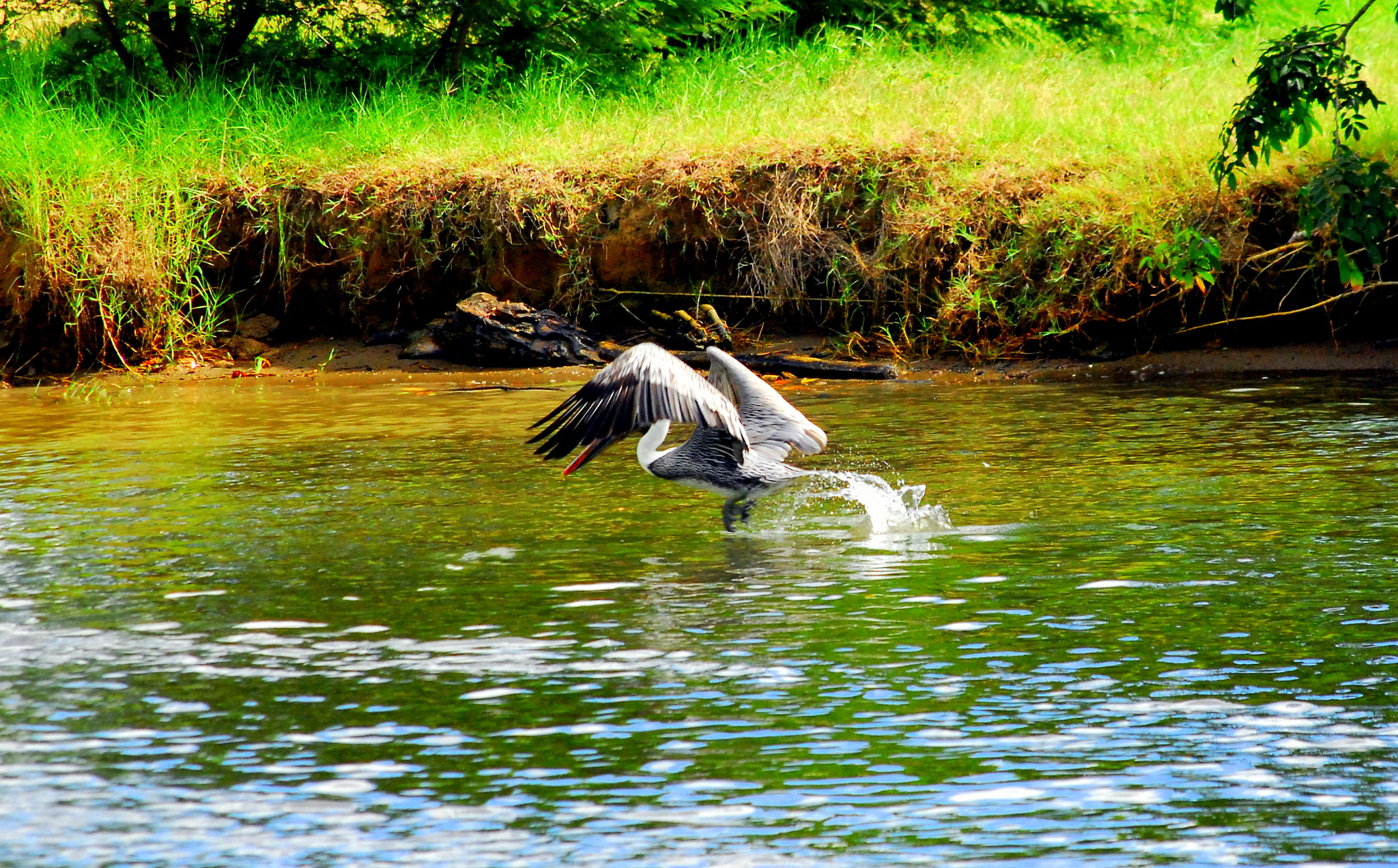 Nikon D200 sample photo. Altos de caribbean photography