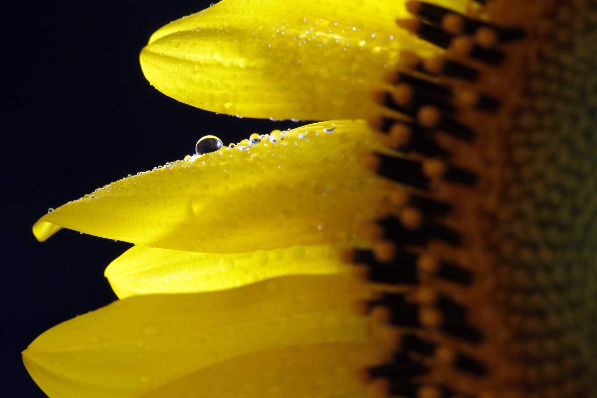 Canon EOS 60D + Tamron SP AF 60mm F2 Di II LD IF Macro sample photo. Sunflower & water drop photography