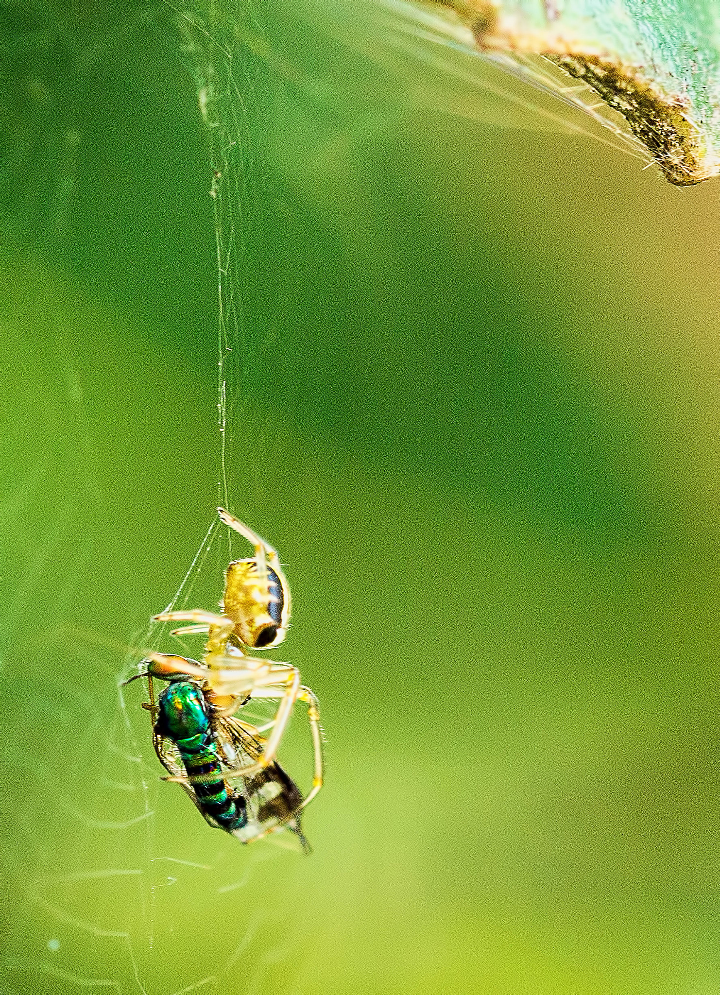 Canon EOS 60D + Tamron SP AF 60mm F2 Di II LD IF Macro sample photo. Breakfast best photography