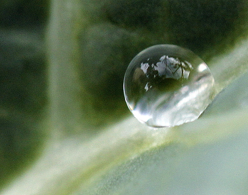 Tamron SP AF 60mm F2 Di II LD IF Macro sample photo. Raindrop photography