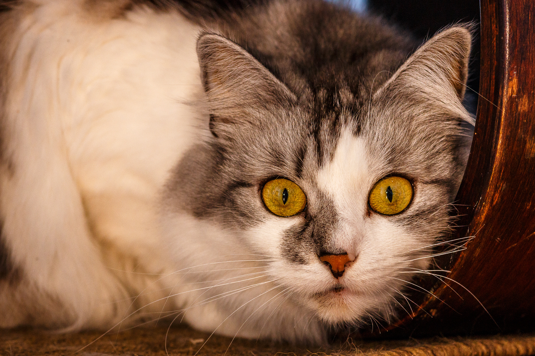 Canon EOS 70D + Sigma 105mm F2.8 EX DG Macro sample photo. Miau! photography