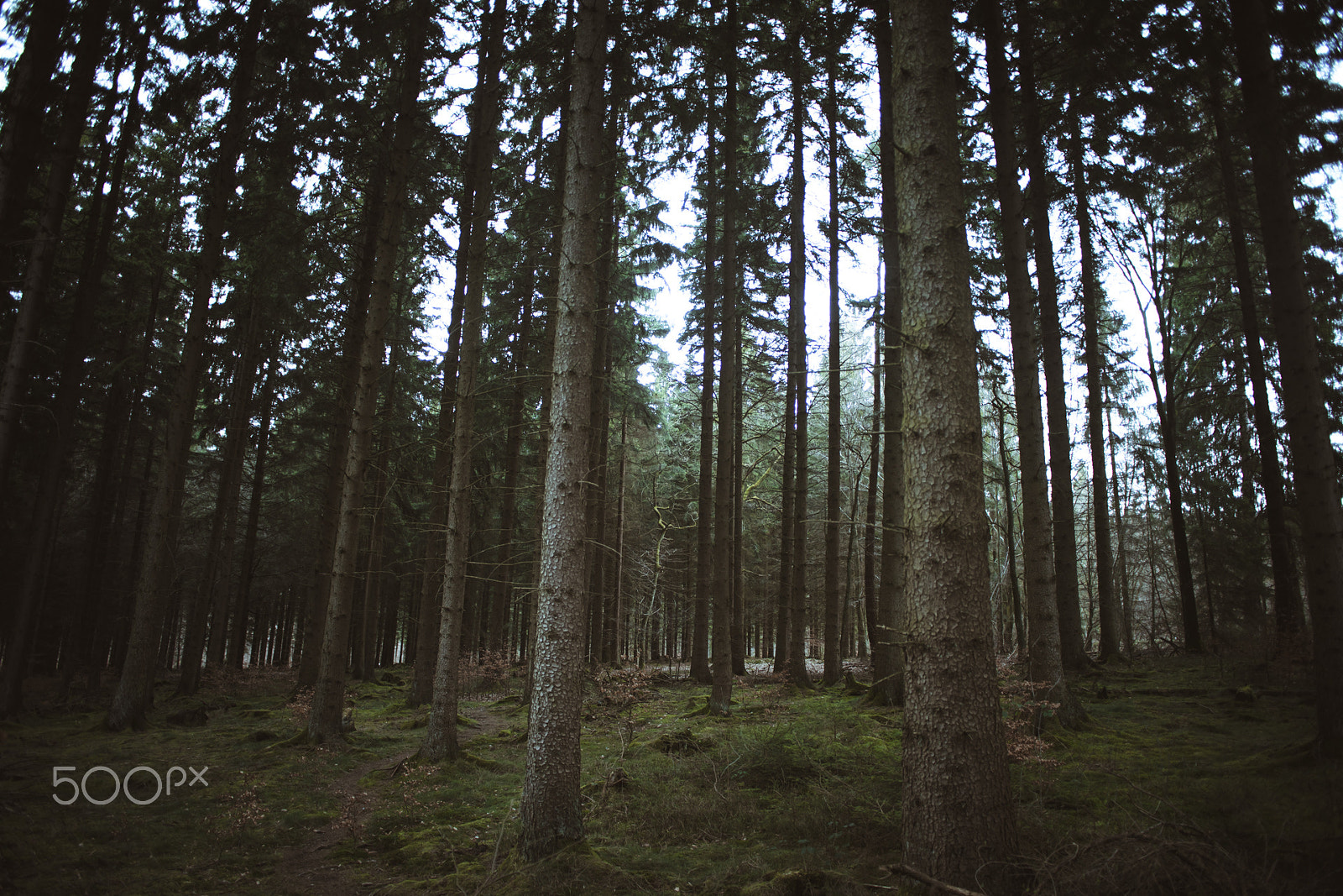 Sony a7 II + Minolta AF 24mm F2.8 sample photo. Forest #2 photography