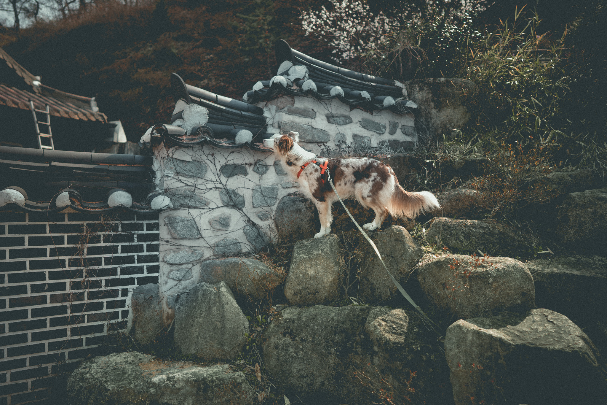 Sony a7 + ZEISS Batis 25mm F2 sample photo. Exploring korean village a photography