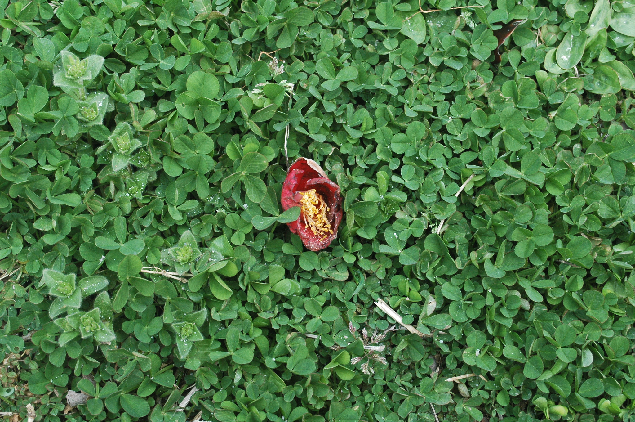 Nikon D70 sample photo. Dongbaek flower photography