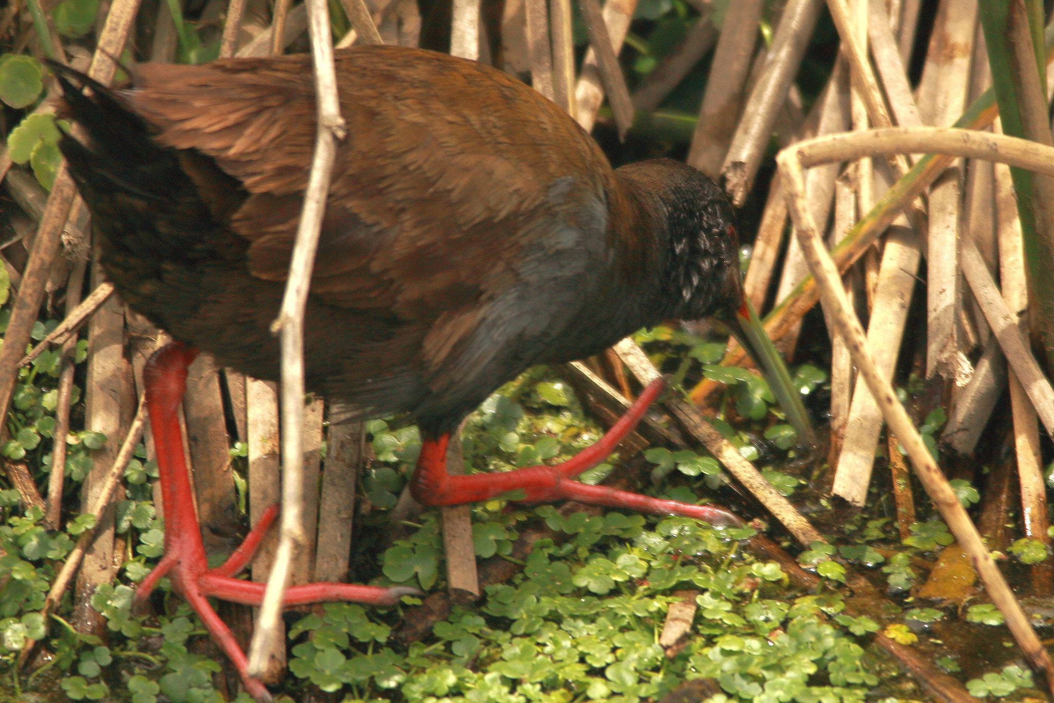 Sigma 150-500mm F5-6.3 DG OS HSM sample photo