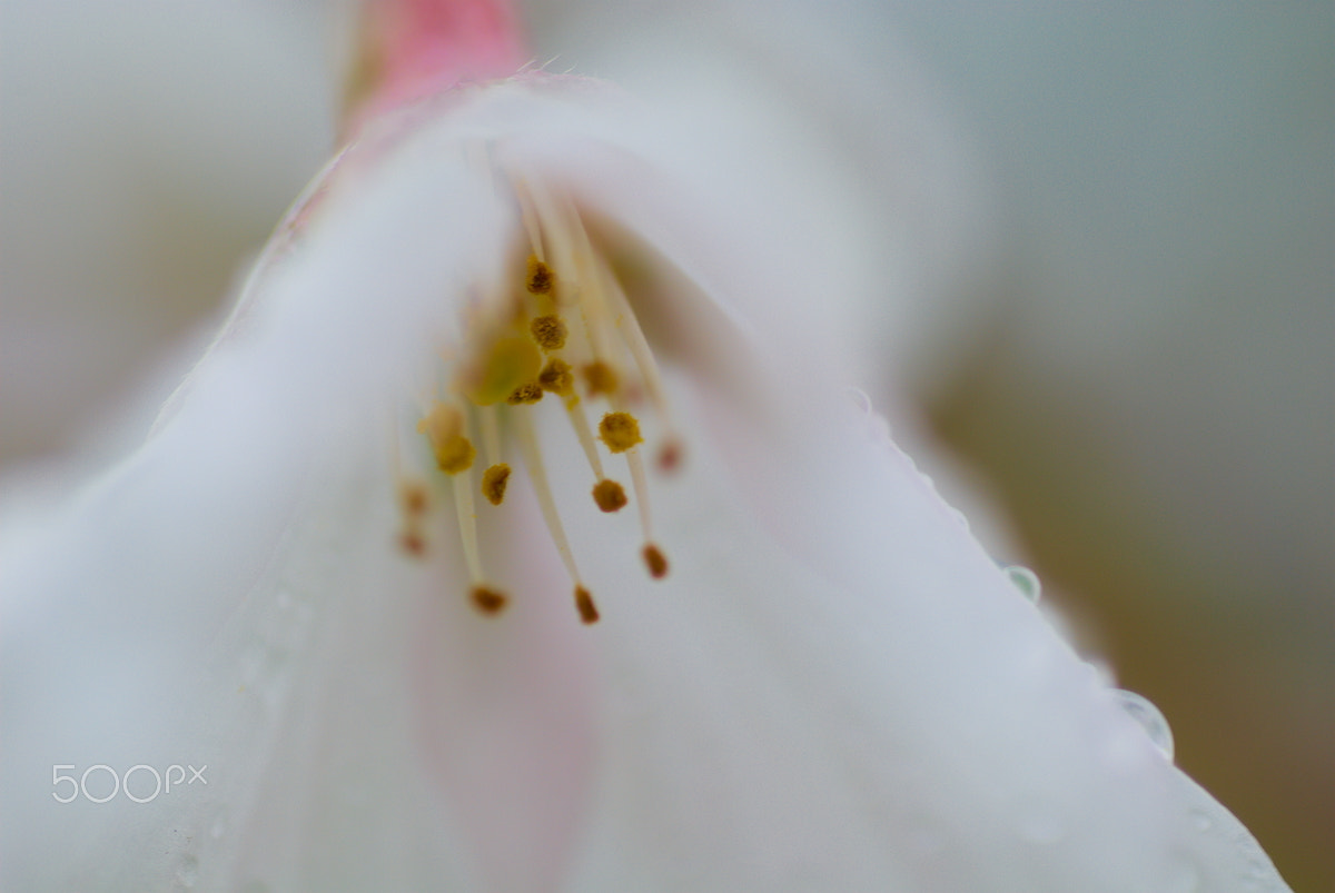 Nikon D40X + Nikon AF Micro-Nikkor 60mm F2.8D sample photo. Flower #7 photography