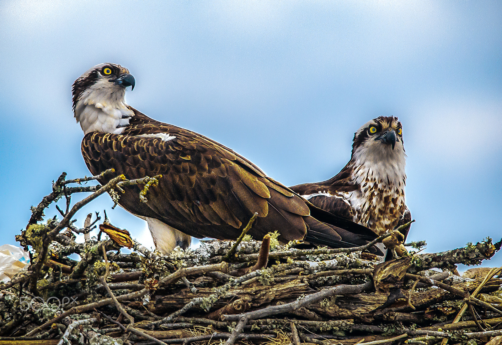 Sigma 150-600mm F5-6.3 DG OS HSM | S sample photo. Nesting osprey photography