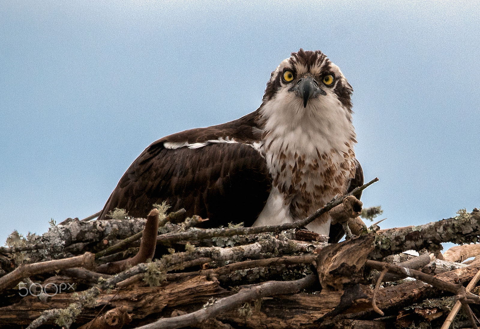 Sigma 150-600mm F5-6.3 DG OS HSM | S sample photo. Here's looking at you! photography